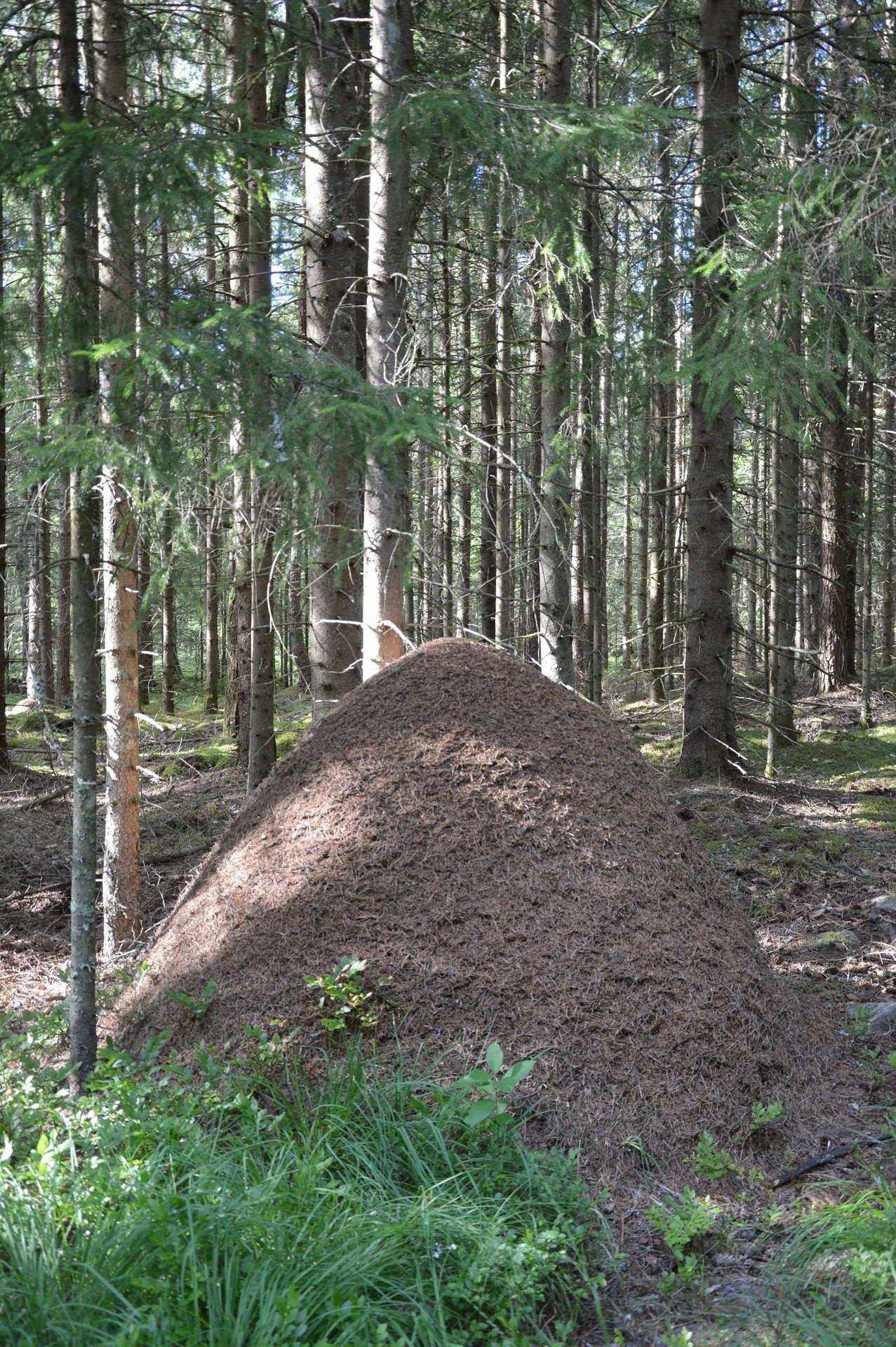 Gård med skogsbruk på Fårtorp Norregård 4 Annerstad Ljungby kommun - bild 59