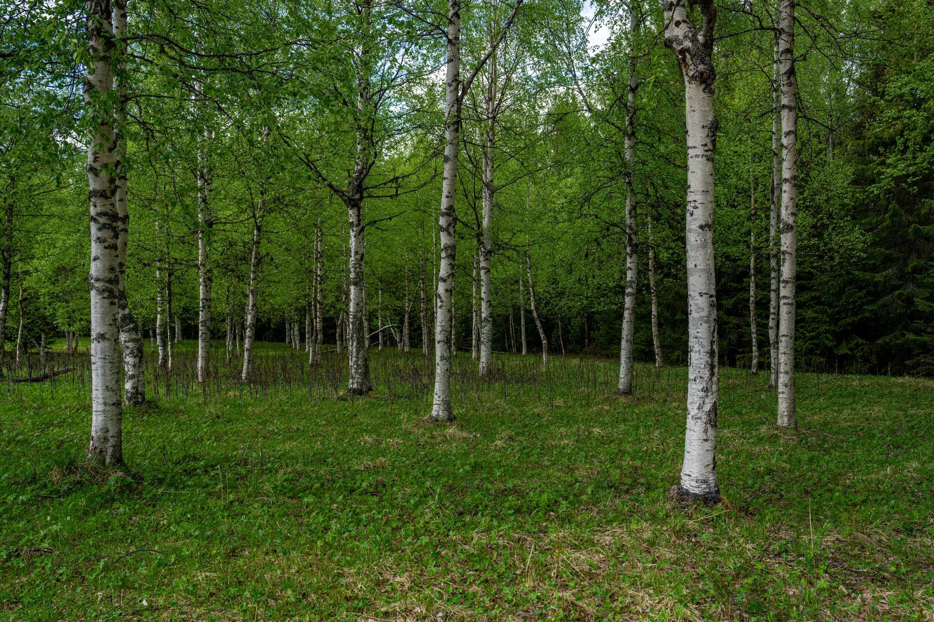 Gård/skog på Sävliden 4 Vindeln Vindelns kommun - bild 17