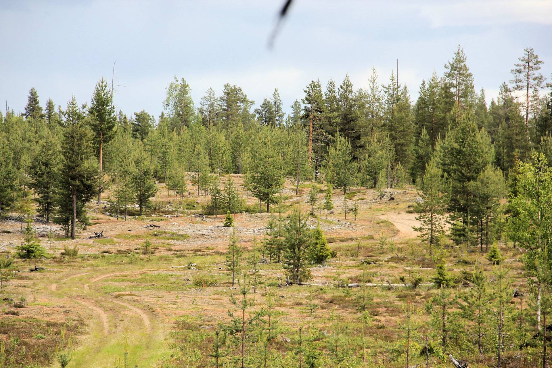 Gård med skogsbruk på Kangos Pajala kommun - bild 9