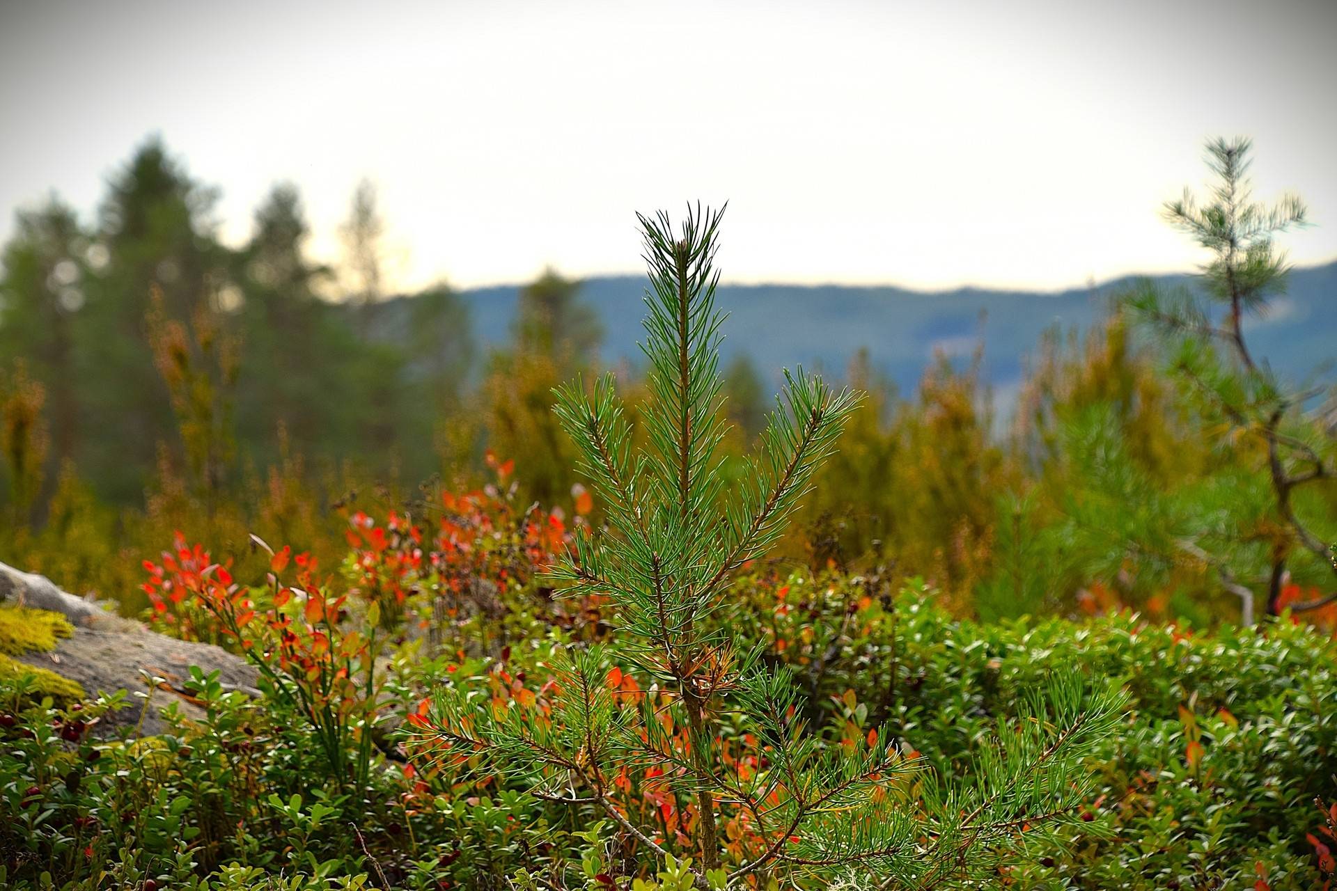Gård med skogsbruk på Gravol Gravol Torsby kommun - bild 14