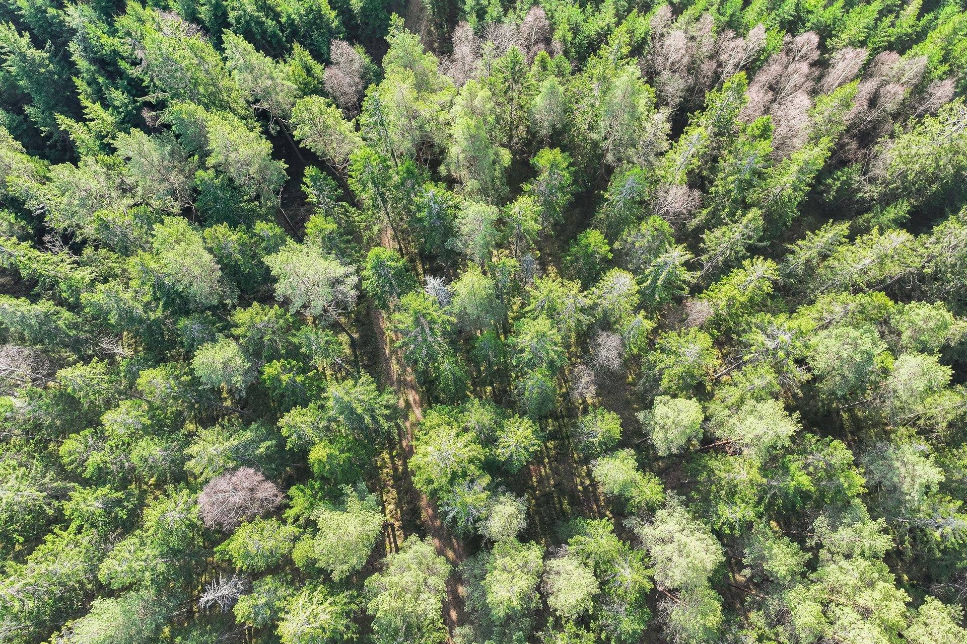 Gård/skog på Vashult 4463 Älmhults kommun - bild 34