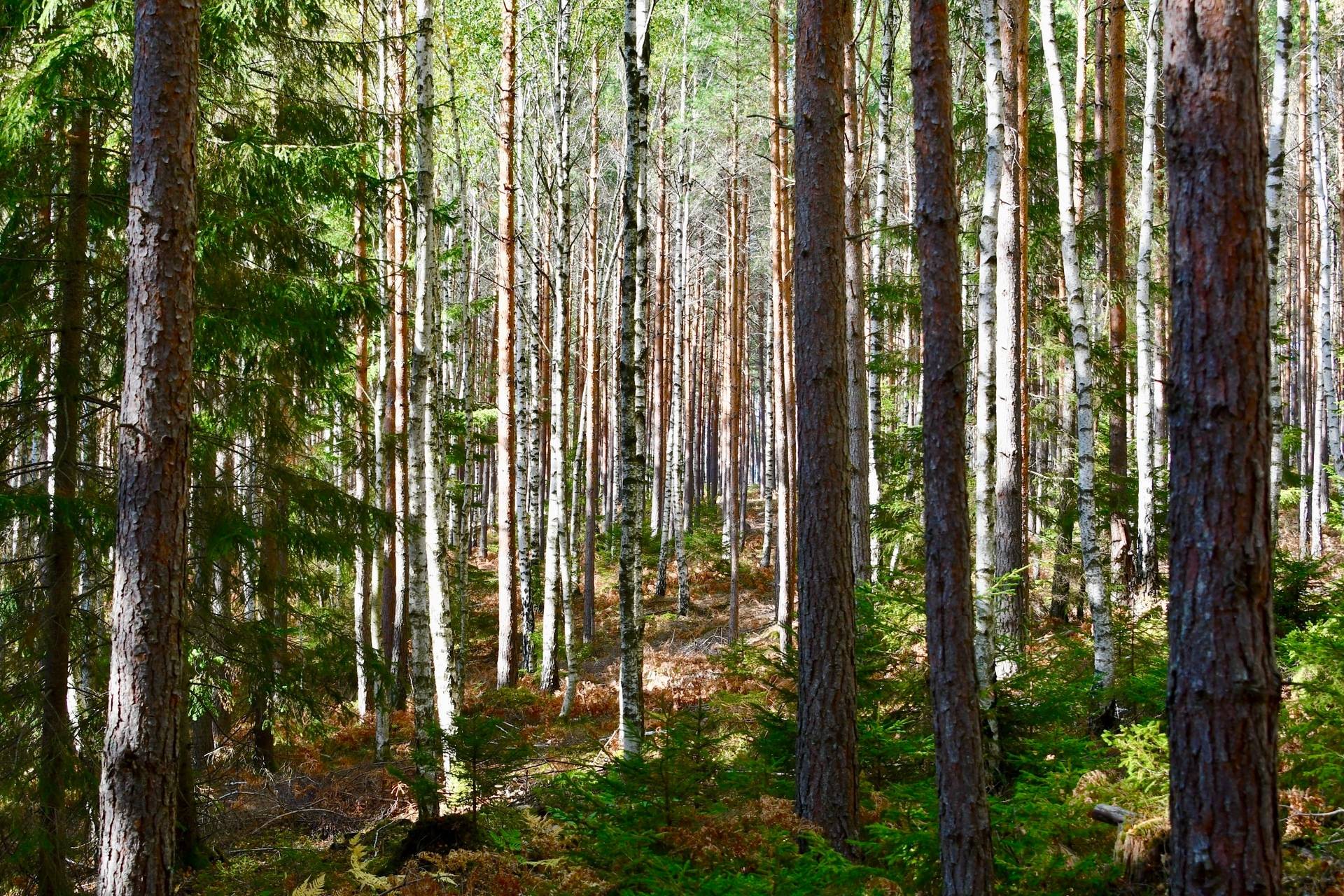 Gård med skogsbruk Binneberg Skövde kommun - bild 24