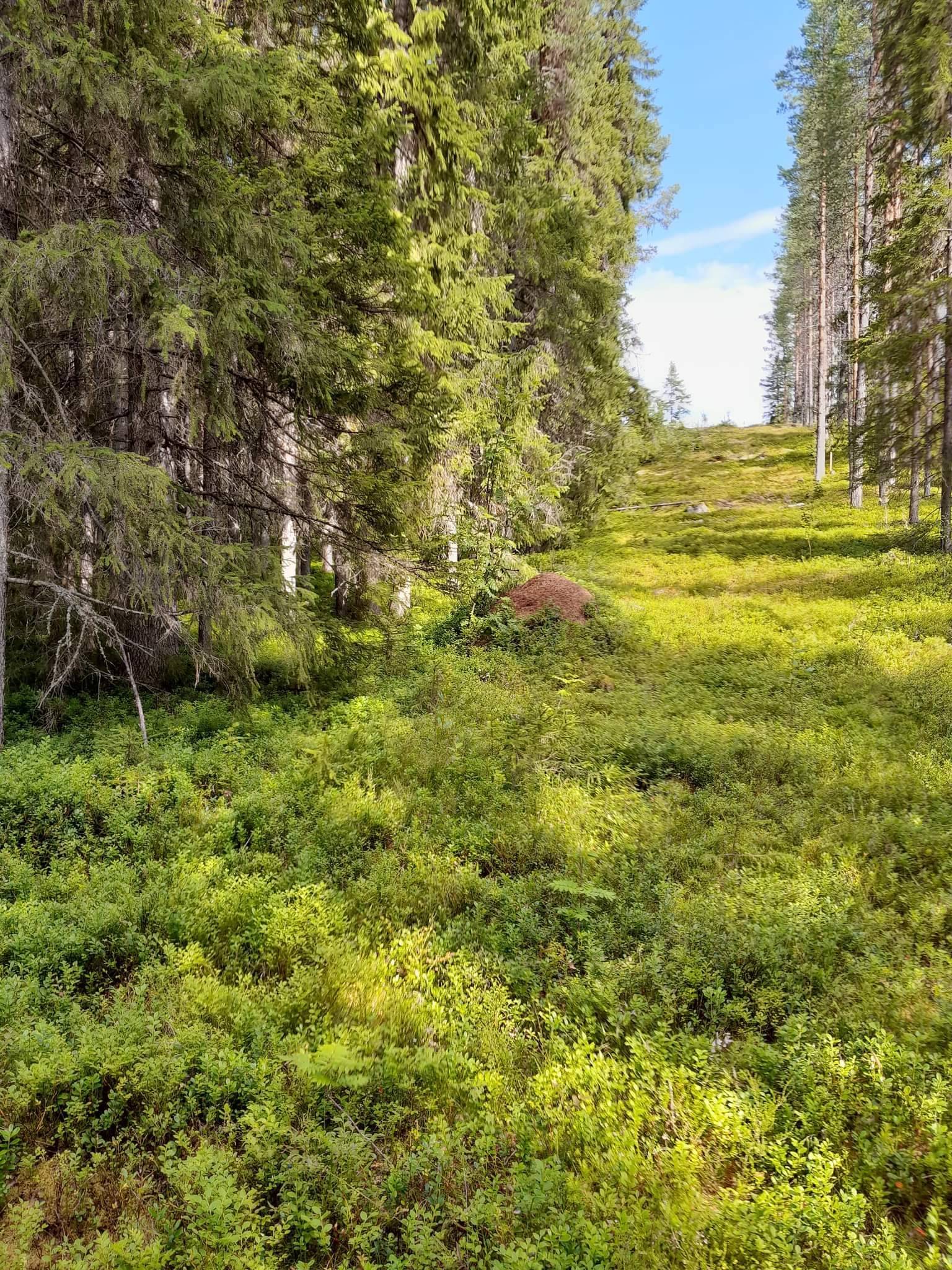 6 rum Gård/skog på Västra Ormsjö 216 Västra Ormsjö Dorotea kommun - bild 44