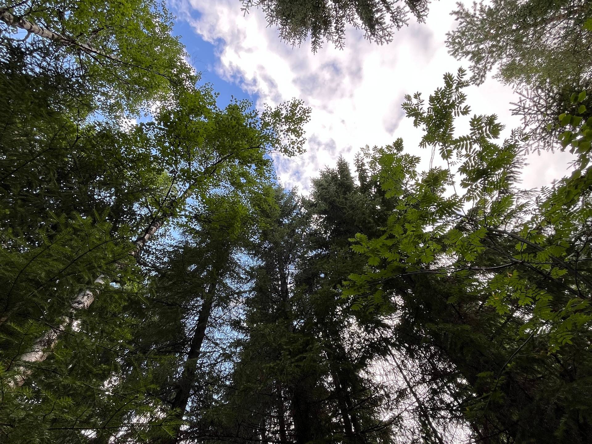Gård/skog på Korpikylä Haparanda kommun - bild 15