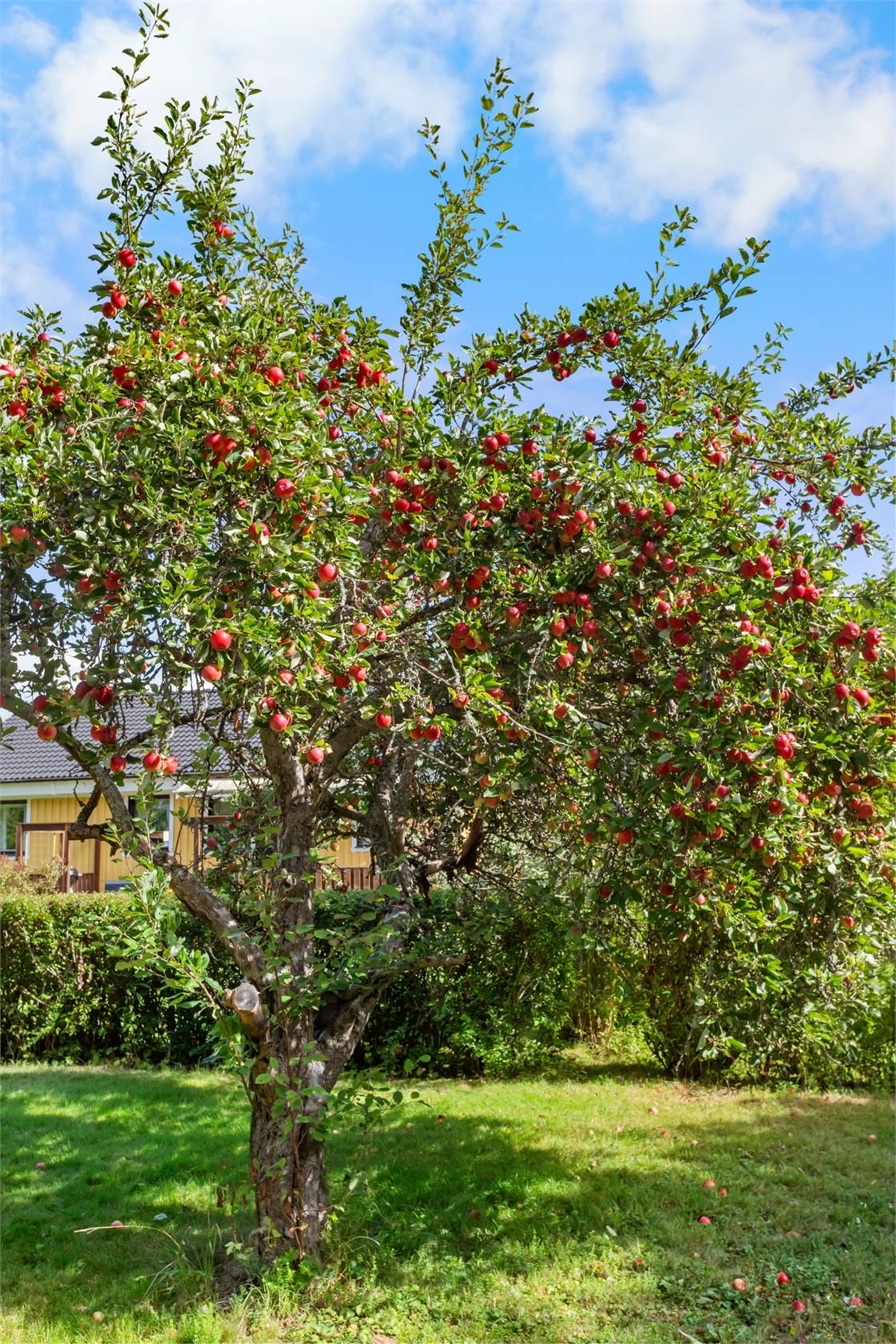 7 rum Villa på Hasselvägen 25 Tumba Botkyrka kommun - bild 34