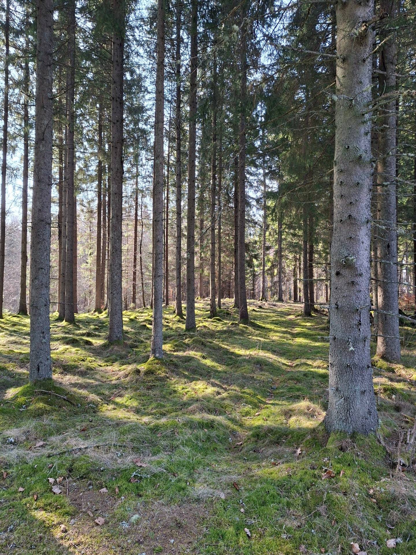 Gård/skog på Gashult Norrgård 3 Ljungby kommun - bild 38