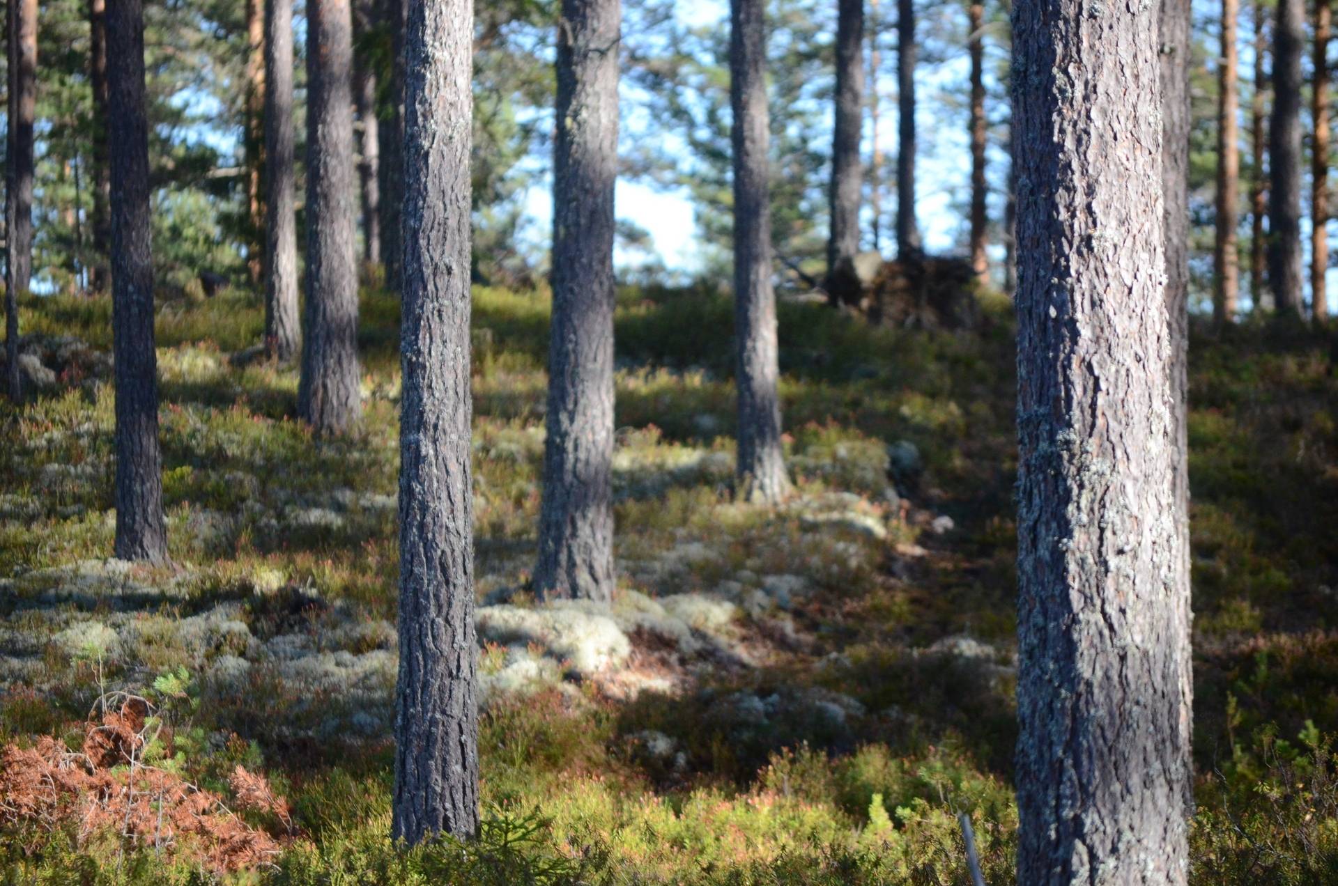 Gård med skogsbruk på Utanmyra Falu kommun - bild 38