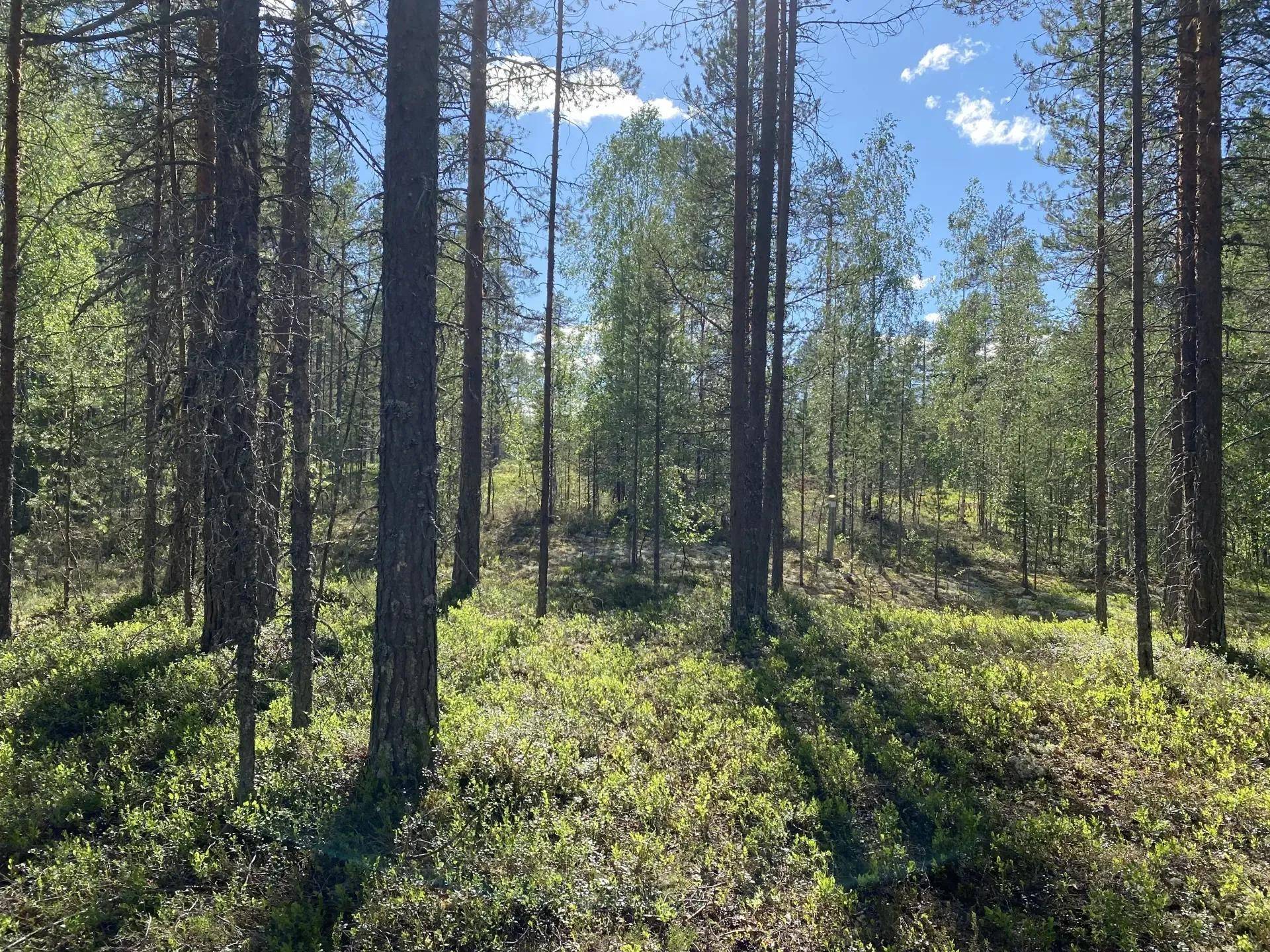 Särna, Älvdalens kommun