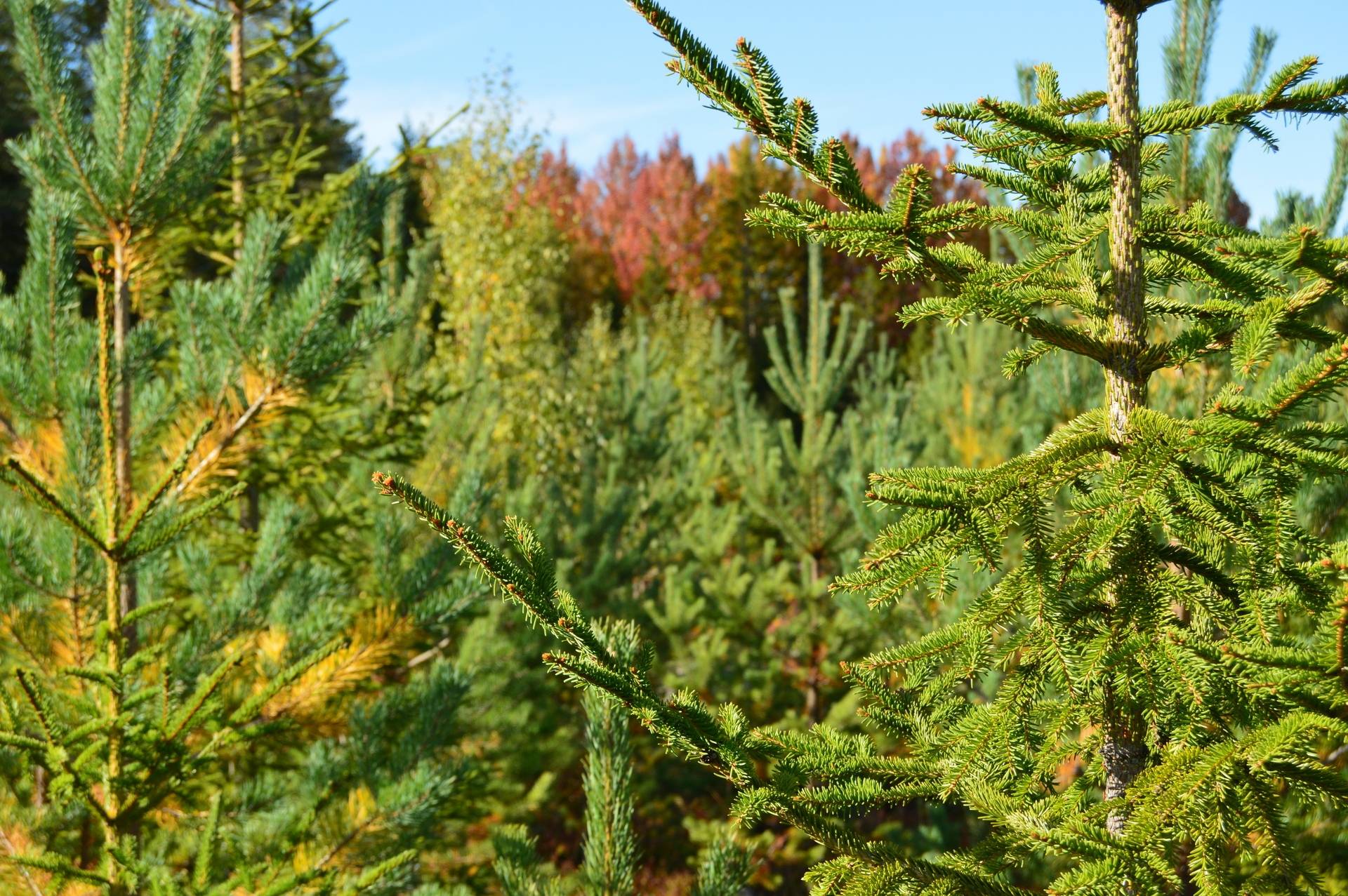 Gård med jordbruk på Sömskars skogen Sandvikens kommun - bild 26