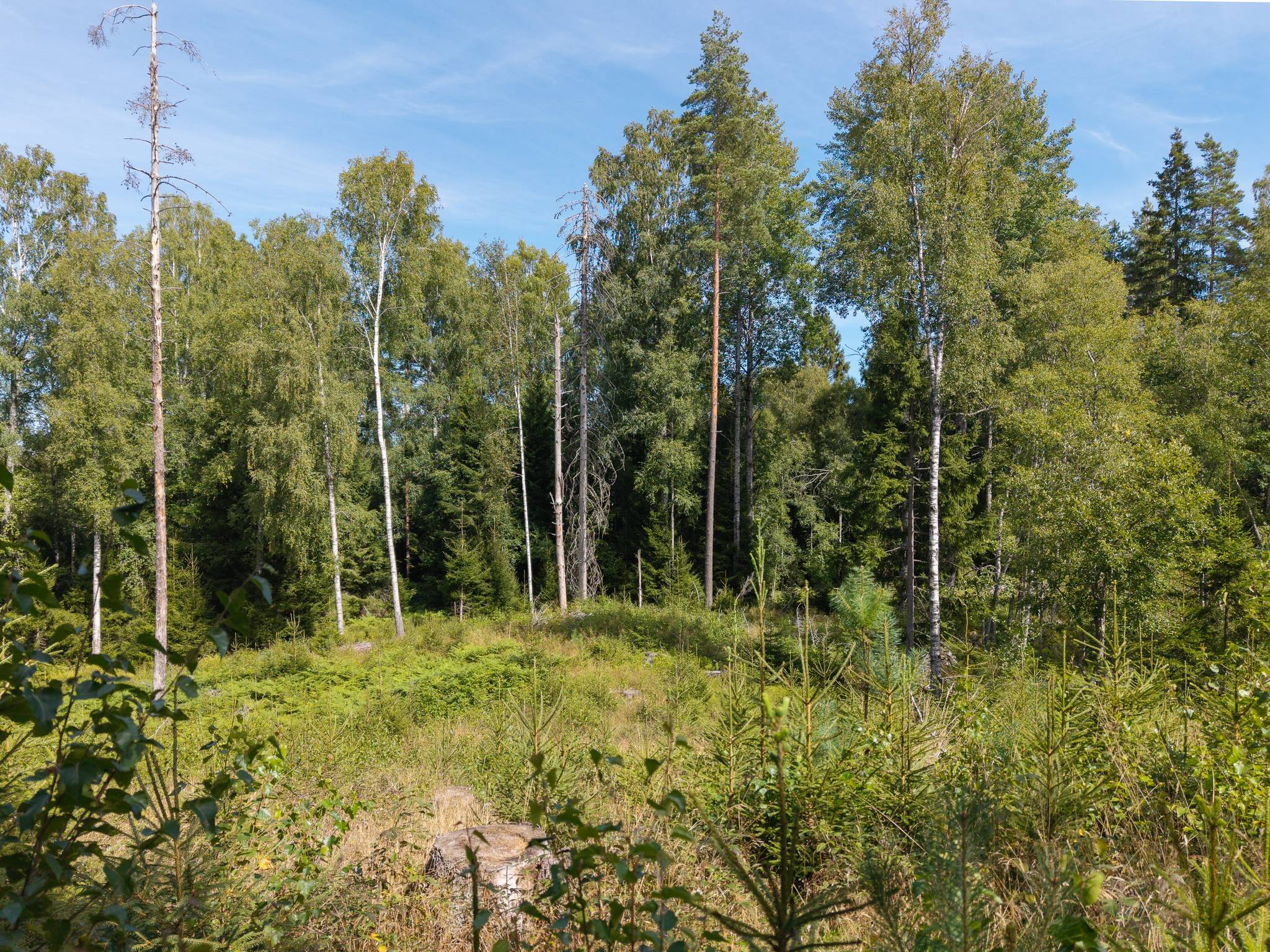 Gård med skogsbruk på Isåsen Askersunds kommun - bild 26