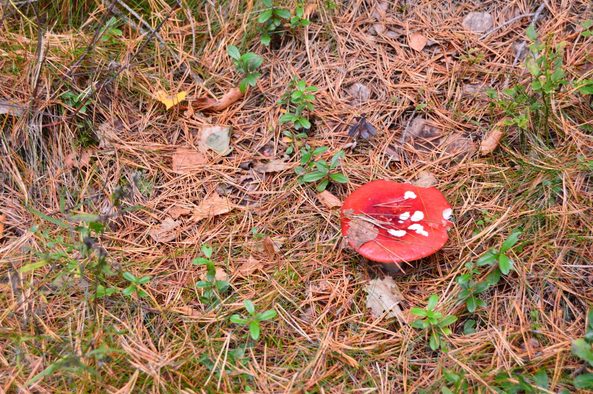 Gård med skogsbruk på Vällgården Falu kommun - bild 24