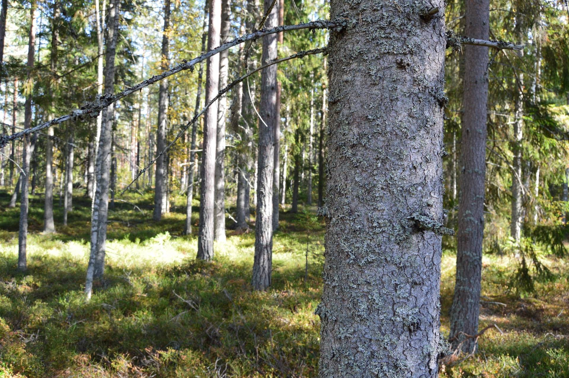 Gård med skogsbruk på Landtjärn Sandvikens kommun - bild 17