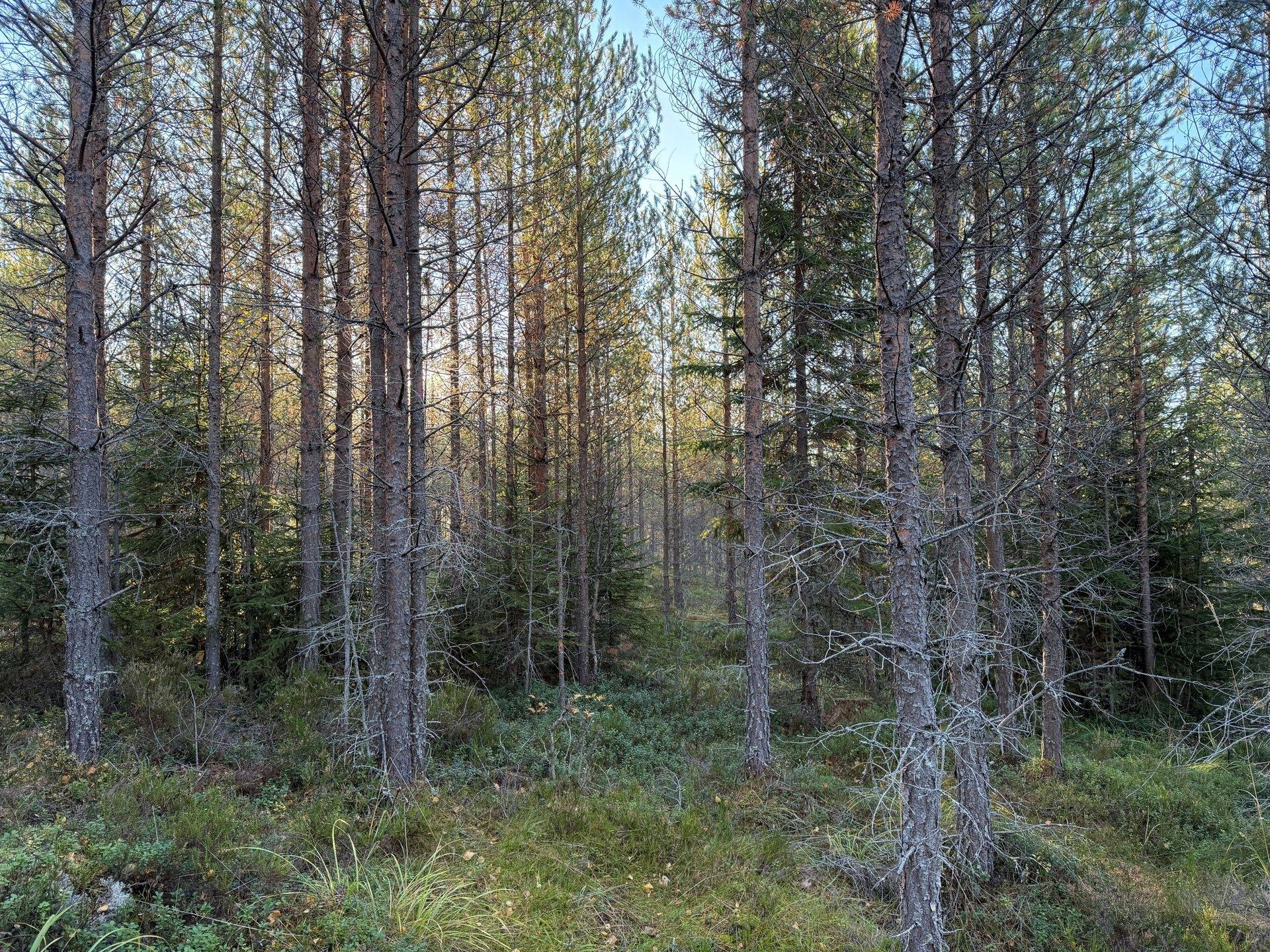 Gård/skog på Hansjö 8:5 Orsa kommun - bild 4
