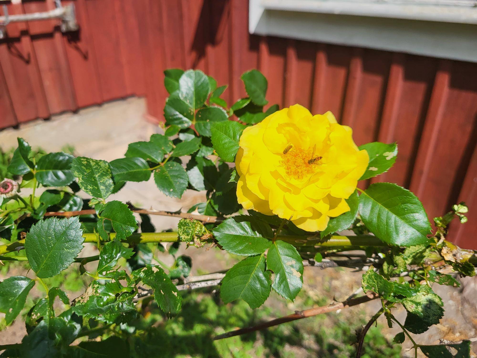 5 rum Villa på Vallerstad Västergård 2 Mjölby kommun - bild 5