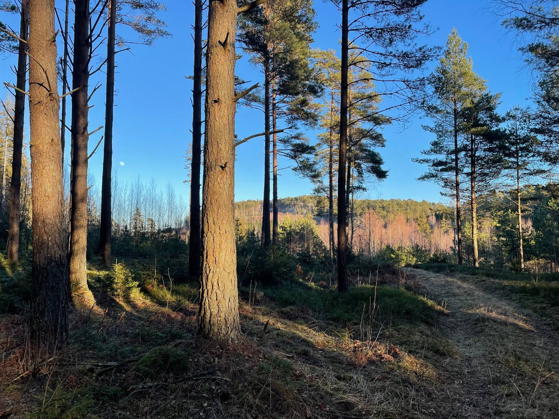 Gård med skogsbruk på Gilltorp 1:11 Skee Strömstads kommun - bild 14