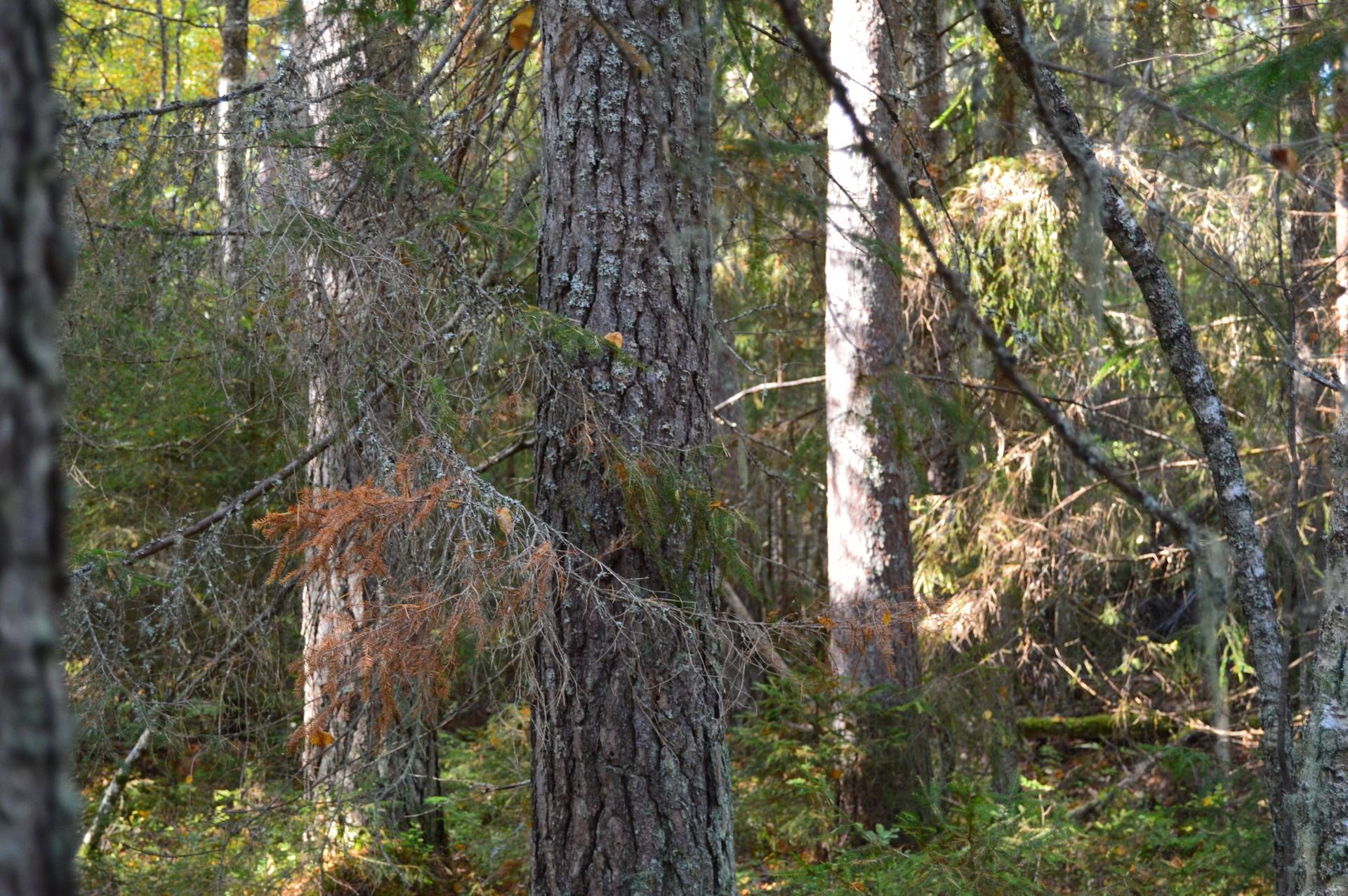 Gård med skogsbruk på Landtjärn Sandvikens kommun - bild 30