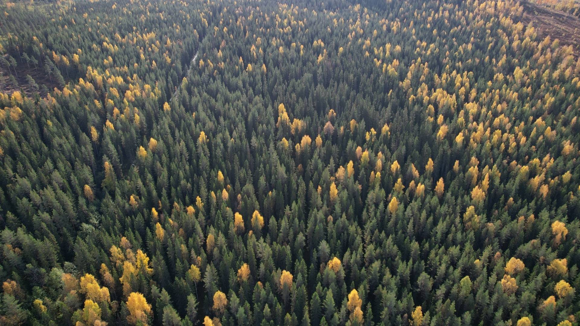 Gård/skog på RAGUNDA RAGUNDA-BÖLE 2:107 Ragunda kommun - bild 13
