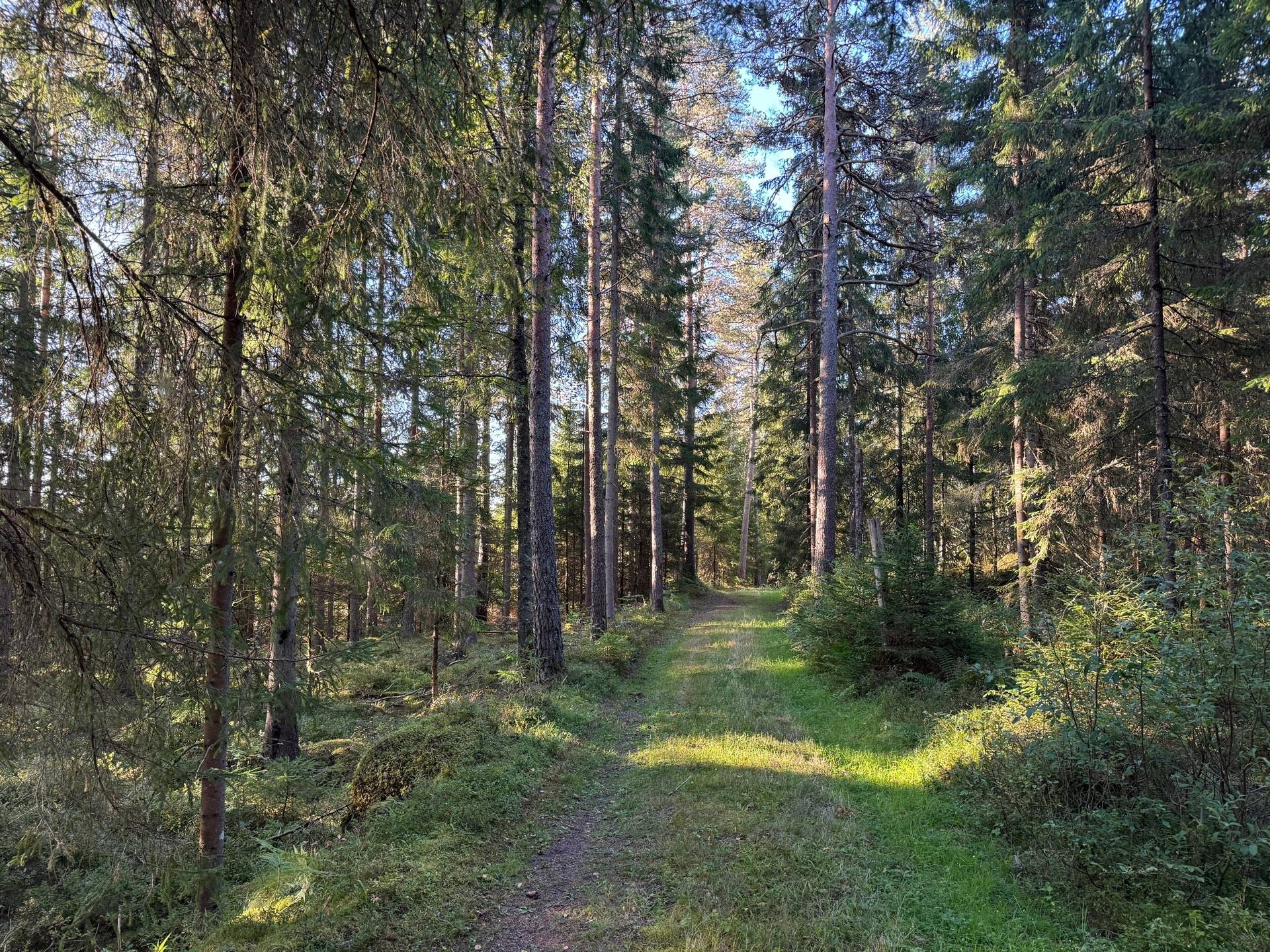Gård med skogsbruk på Fagerhult Töllsjö Bollebygds kommun - bild 4