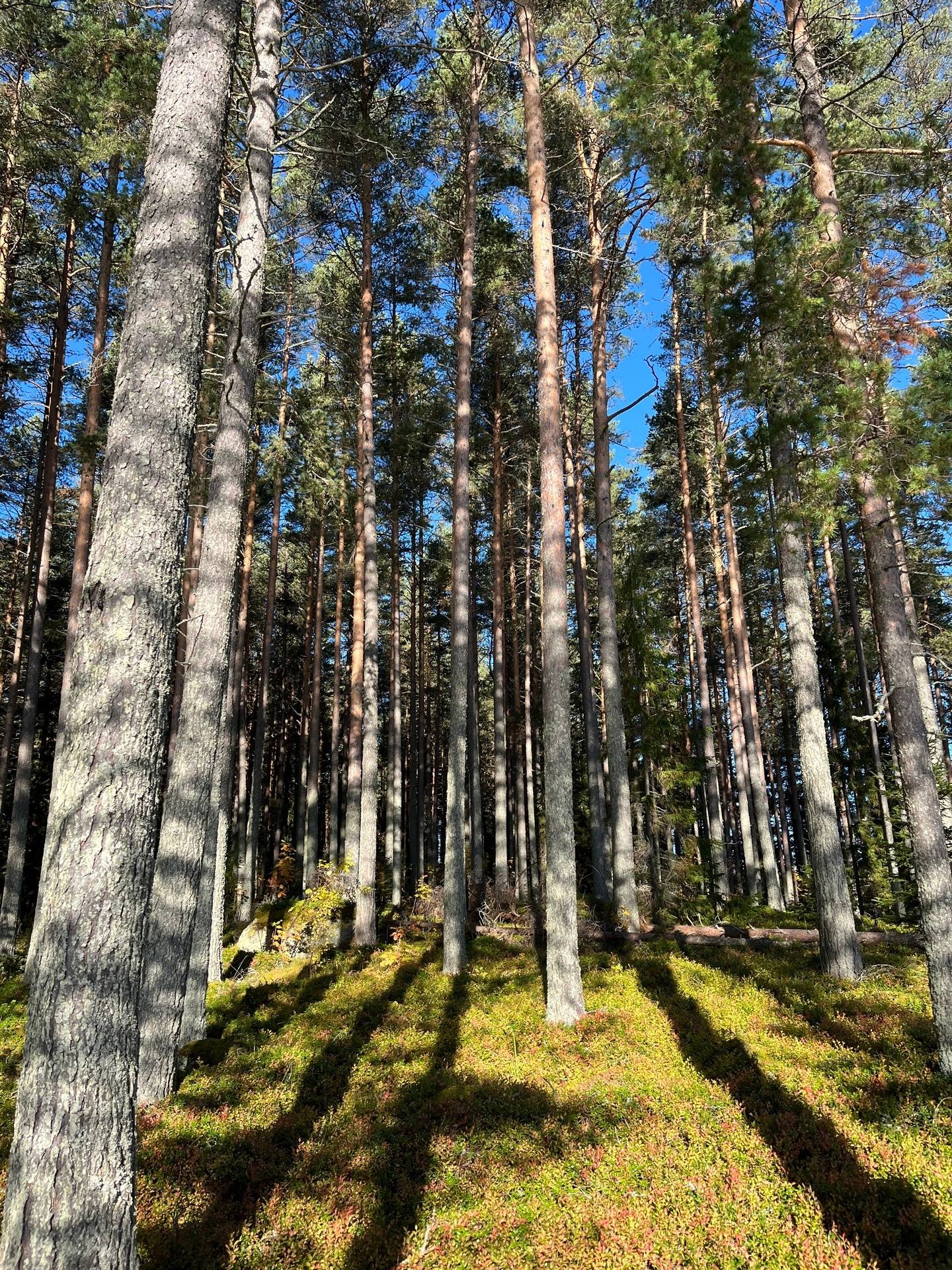 Gård/skog på Lillön 110 Bräcke kommun - bild 2