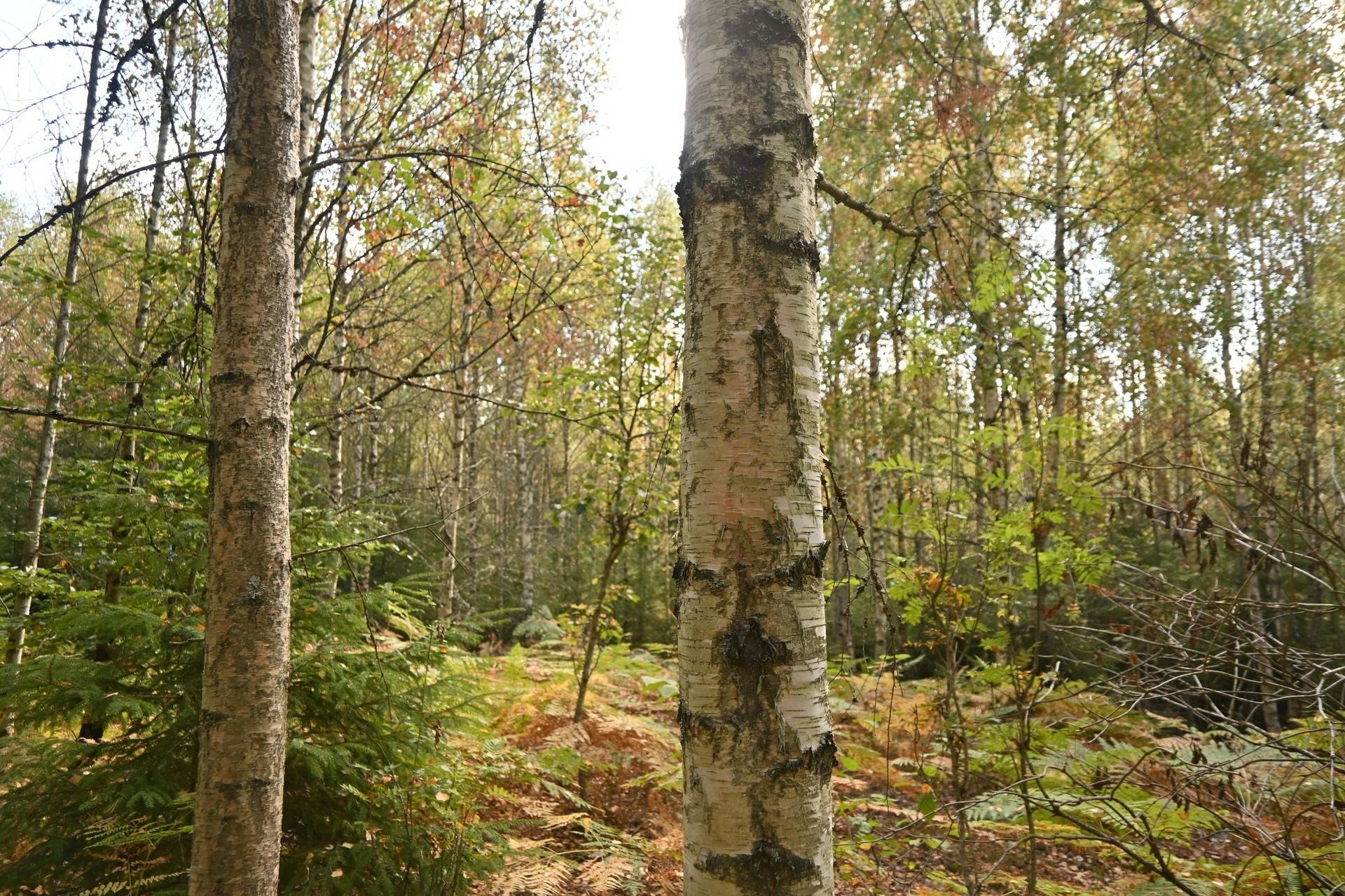 Gård med jordbruk på Karryd Norregård 2 Karryd Växjö kommun - bild 40