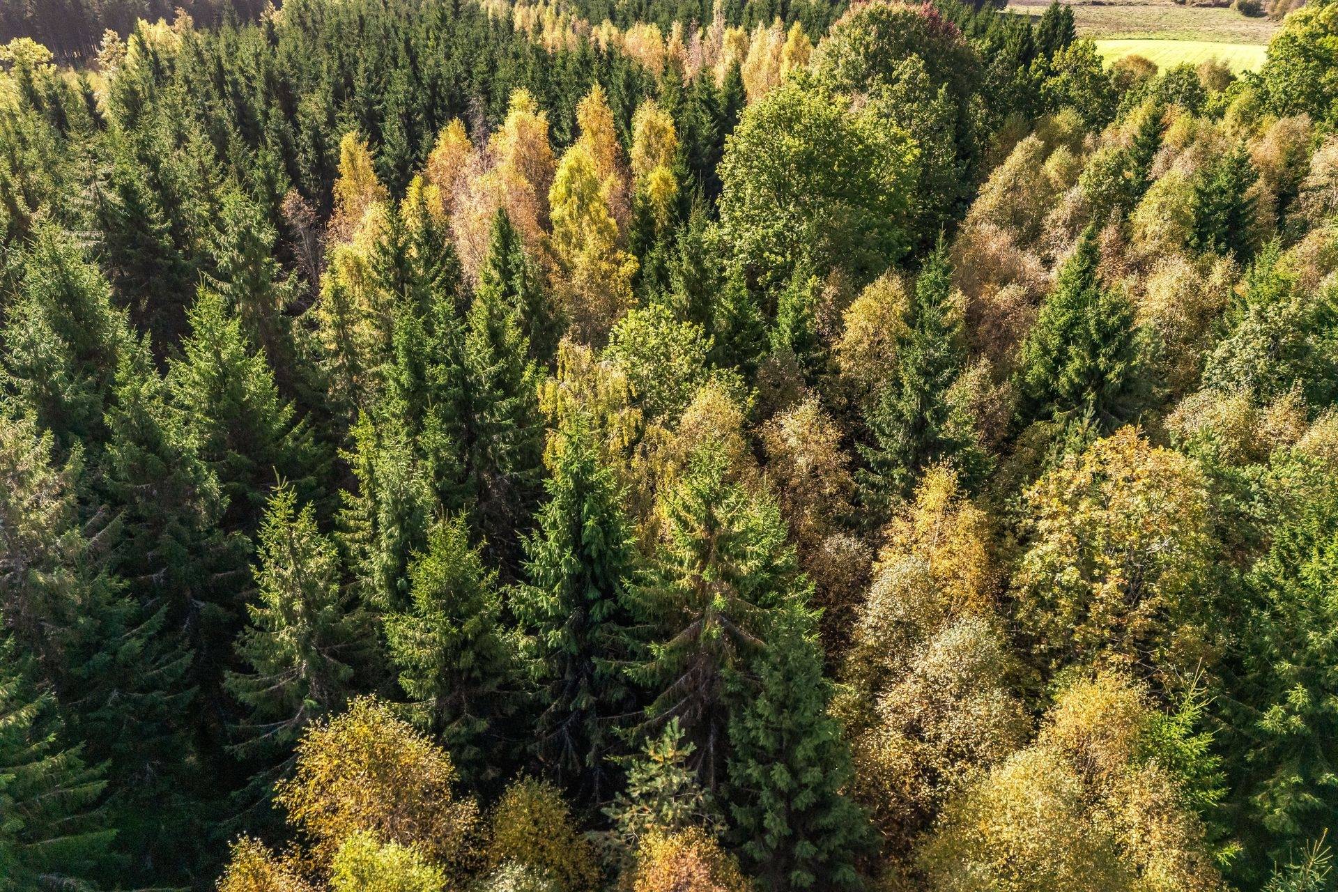 Gård/skog på Jägersborgsvägen Hässleholms kommun - bild 6