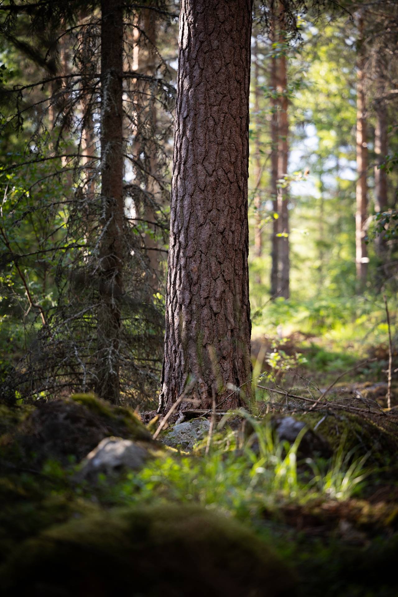 Gård/skog på Bjälketorp Södermanland Eskilstuna kommun - bild 8
