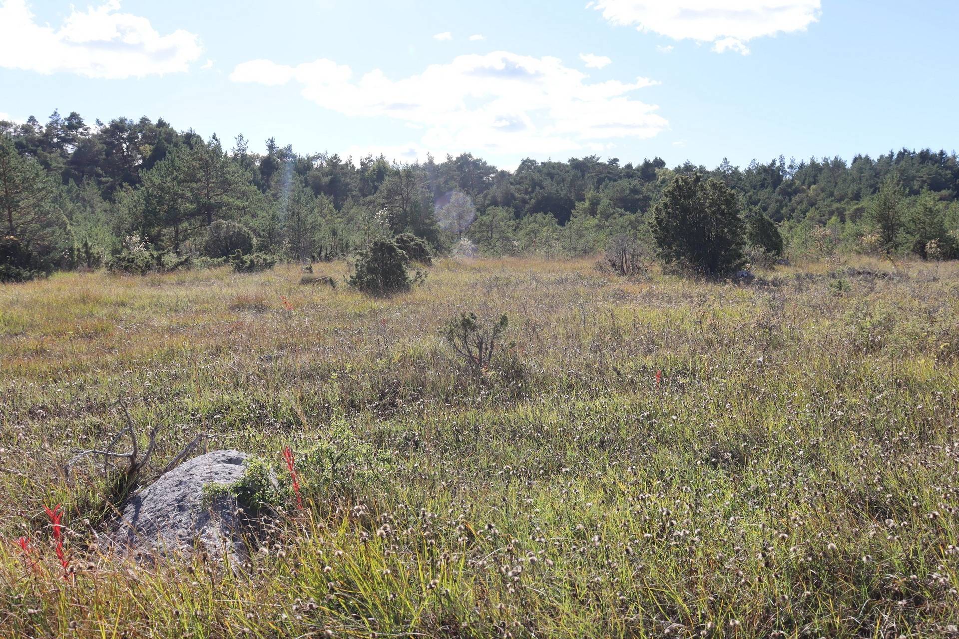 Gård med skogsbruk på Lau Botels Lau - Östra Gotland Gotlands kommun - bild 12