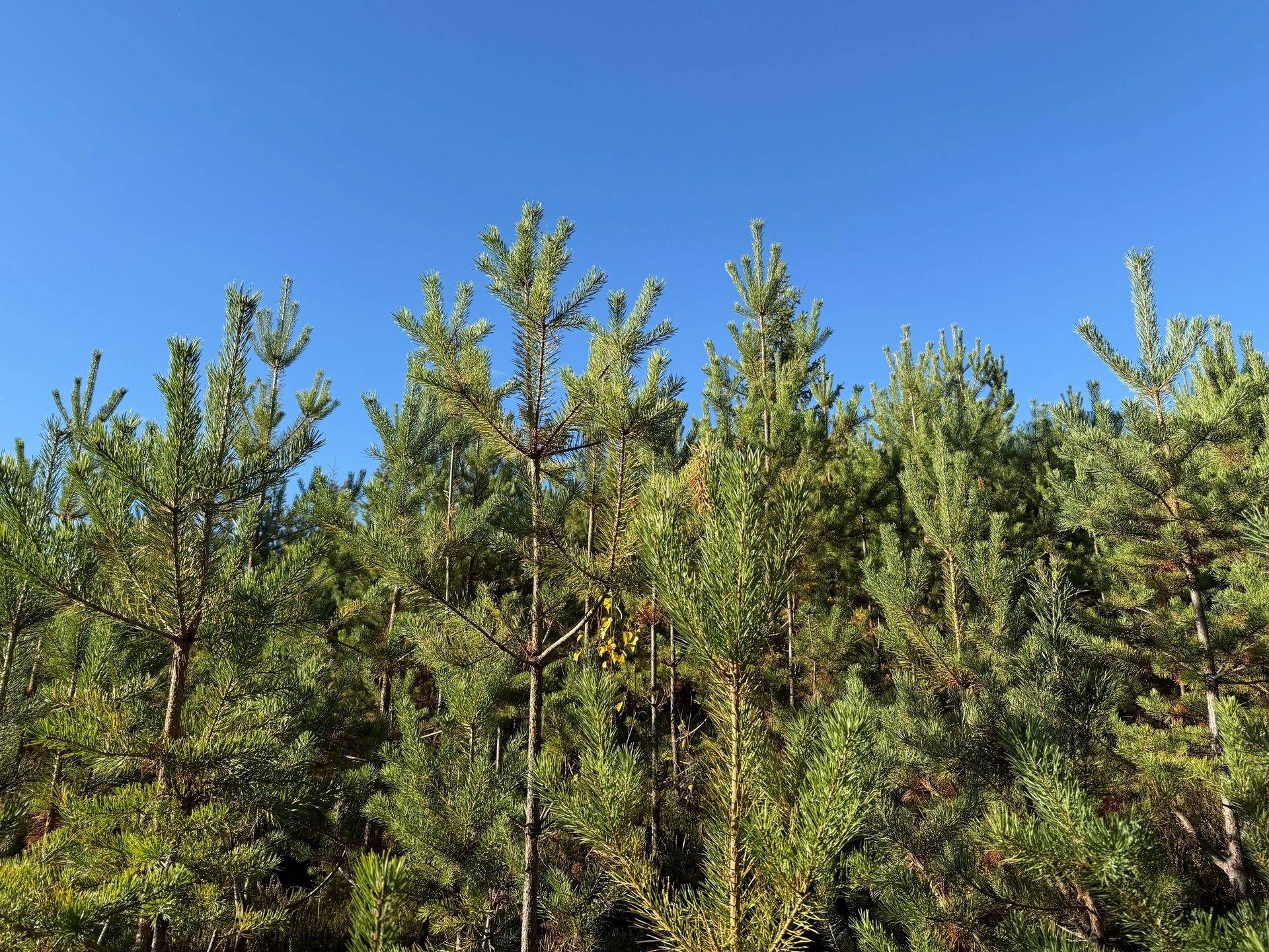 Gård/skog på Loka 31:15 Älvdalens kommun - bild 8