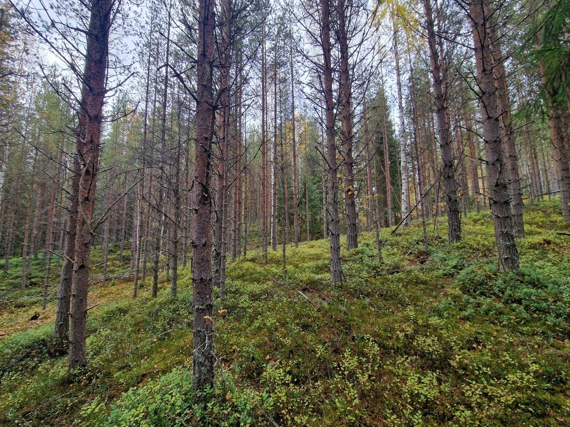 Gård med skogsbruk på BRÄCKE LUND 2:113 & 2:83 Sörbygden Bräcke kommun - bild 6