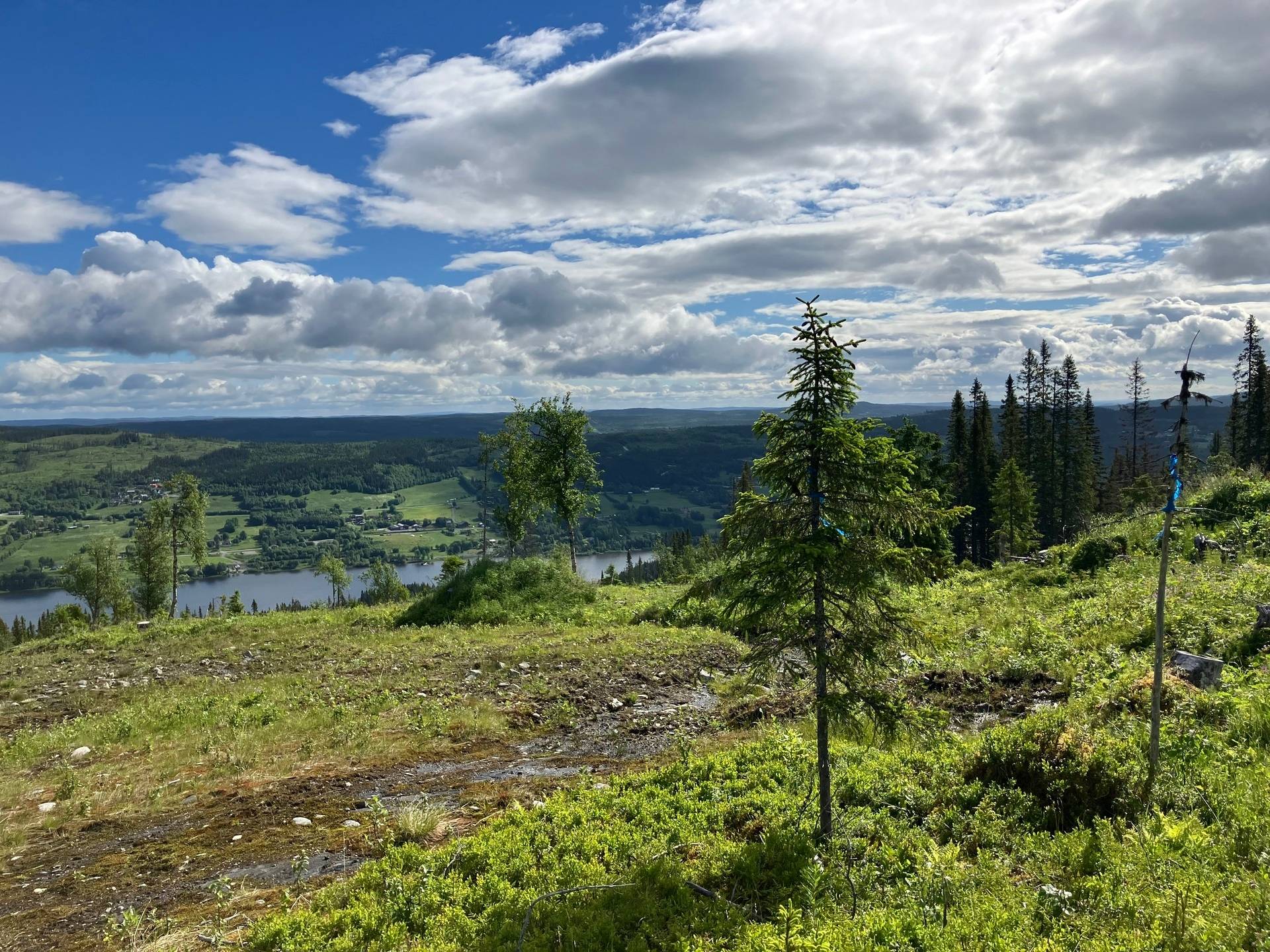 Gård med skogsbruk på ÅRE HÅRBÖRSTA 1:54 Åre kommun - bild 6