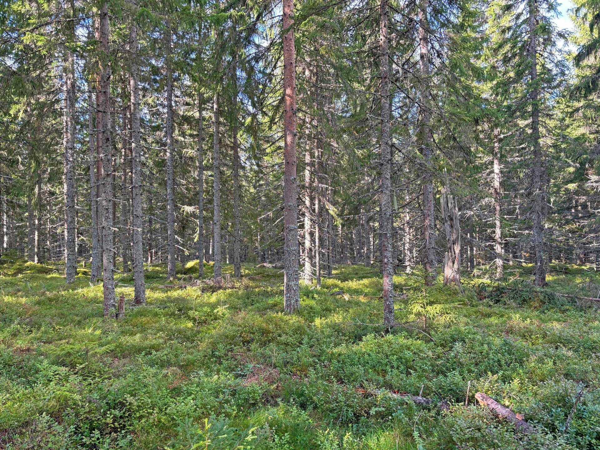 Gård/skog på Skogsskifte i Gullbergsbo Gullbergsbo Ovanåkers kommun - bild 10