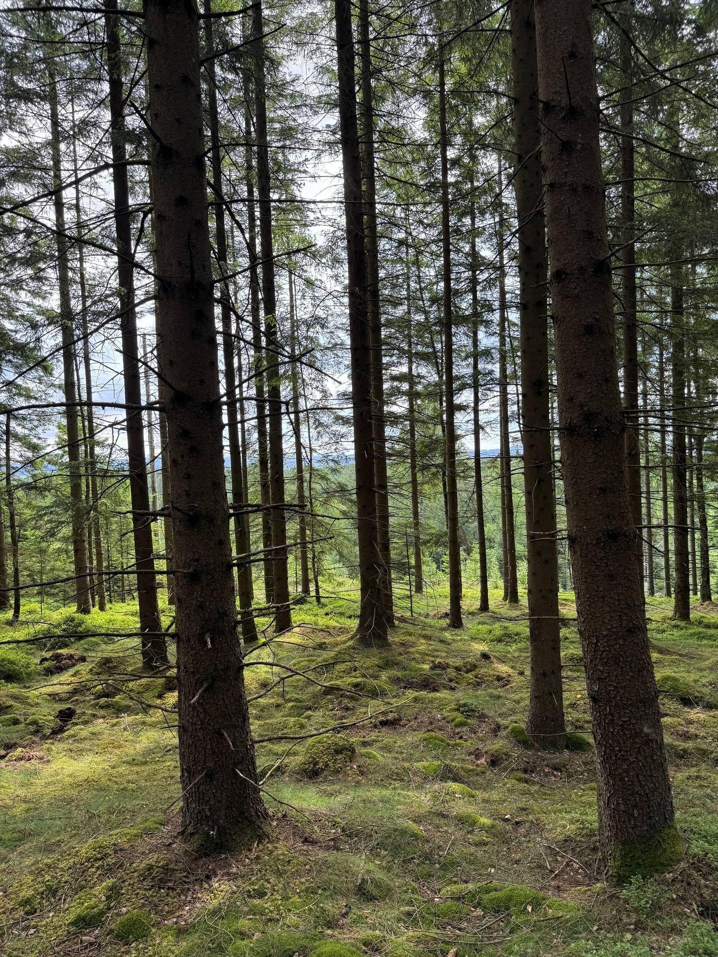Gård med jordbruk på Ringestena Lillegården 1 Ringestena Svenljunga kommun - bild 52