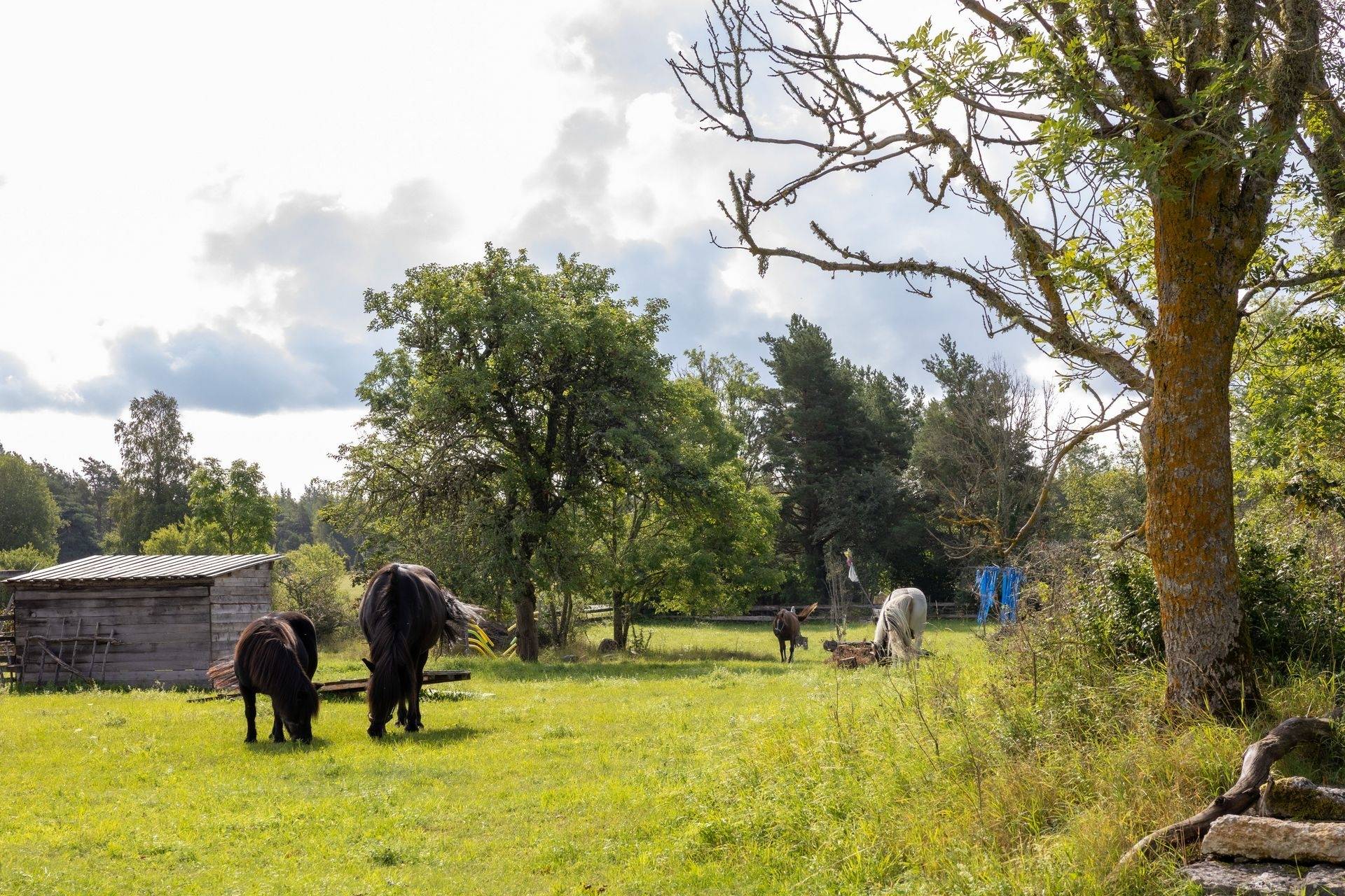 4 rum Vinterbonat fritidshus på Anga Eriks 347 Anga Gotlands kommun - bild 44