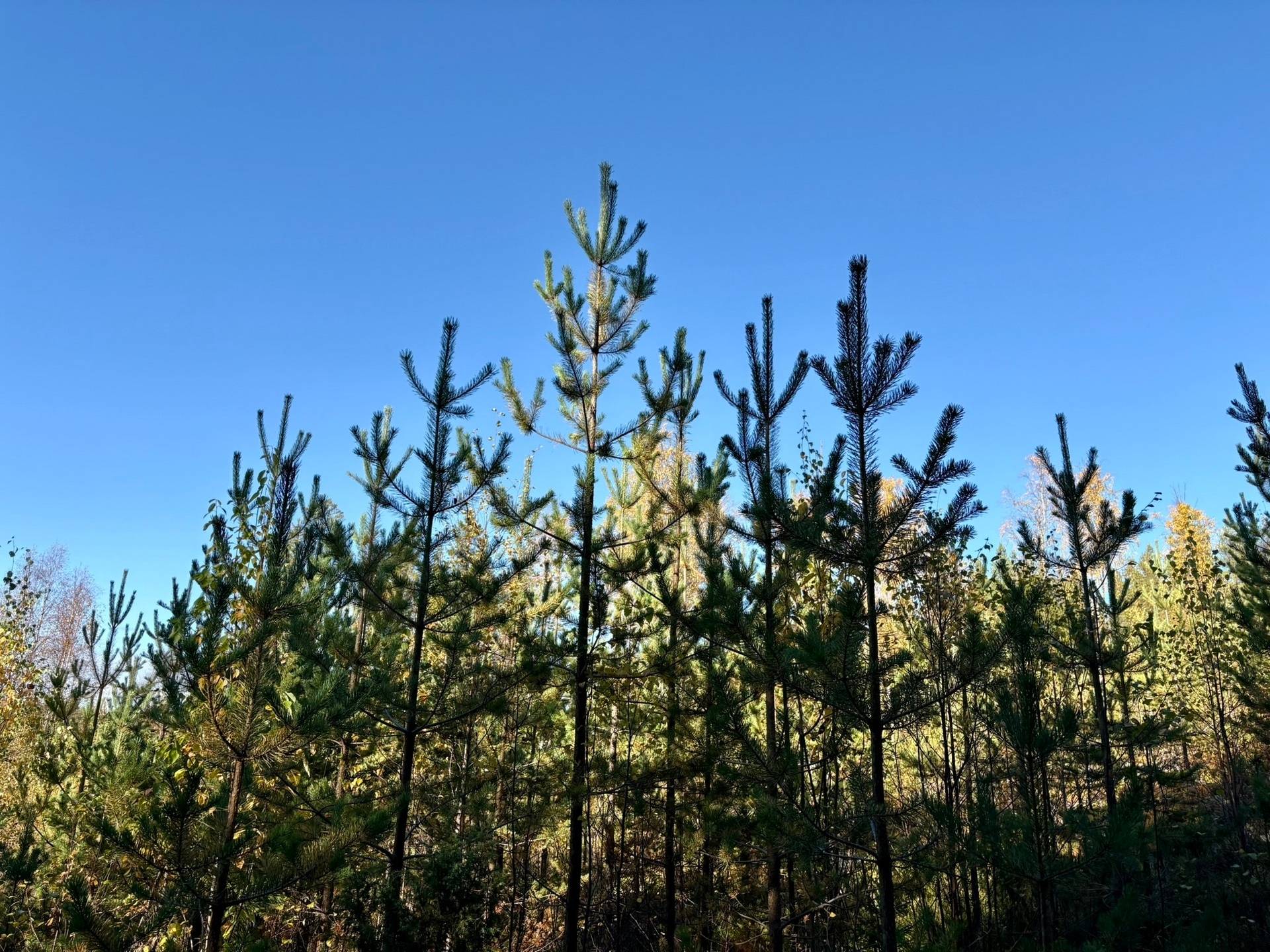 Gård/skog på Örträsk 2:38 Lycksele kommun - bild 4