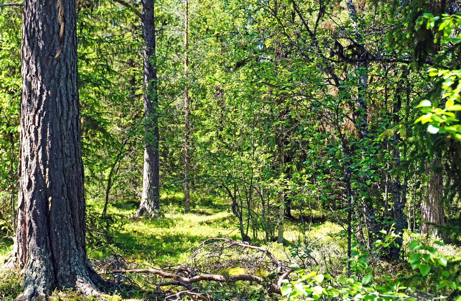 Gård med skogsbruk på Särvsjön Härjedalens kommun - bild 40