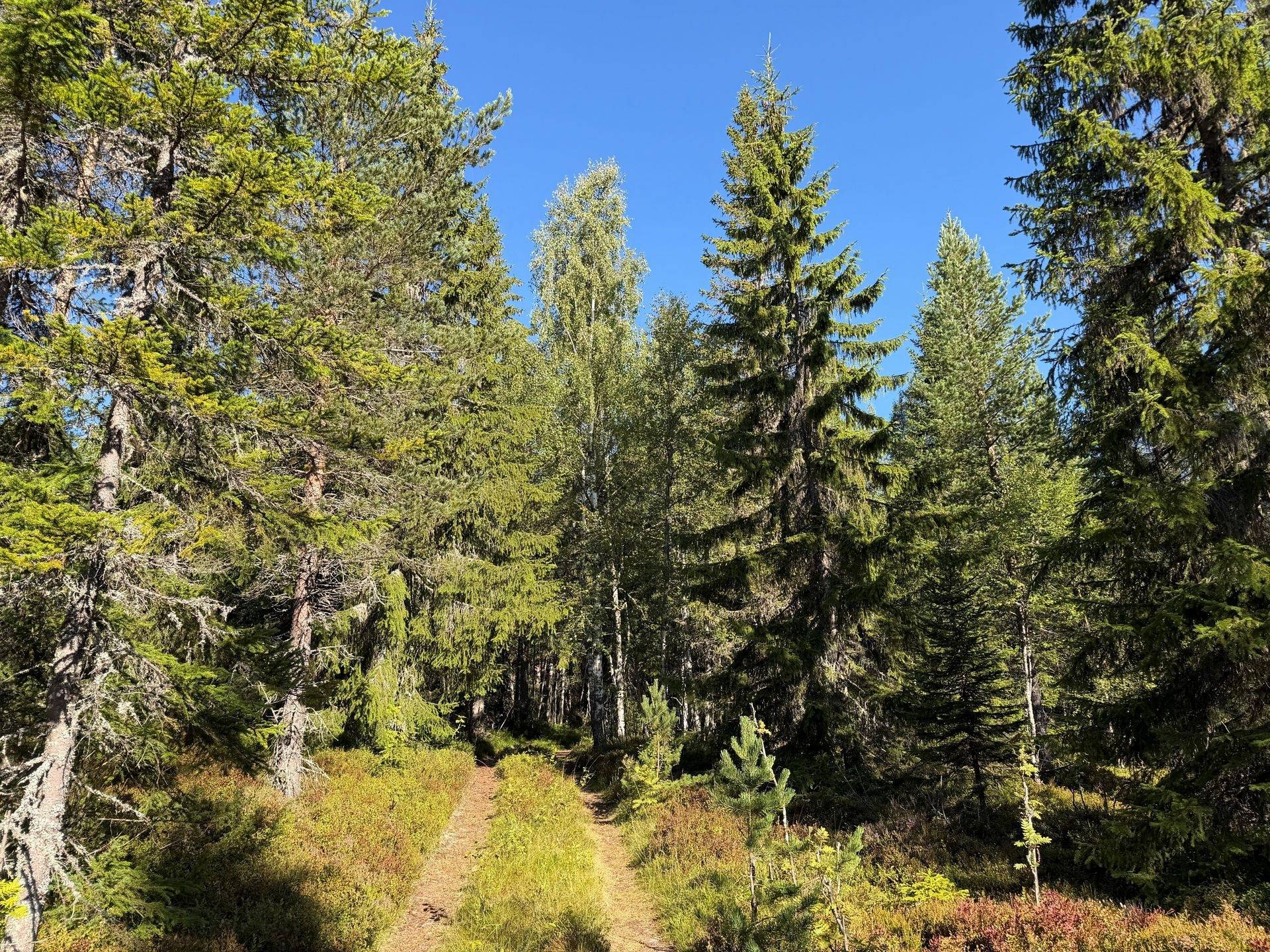 Gård/skog på Hansjö 317:24 Orsa kommun - bild 3