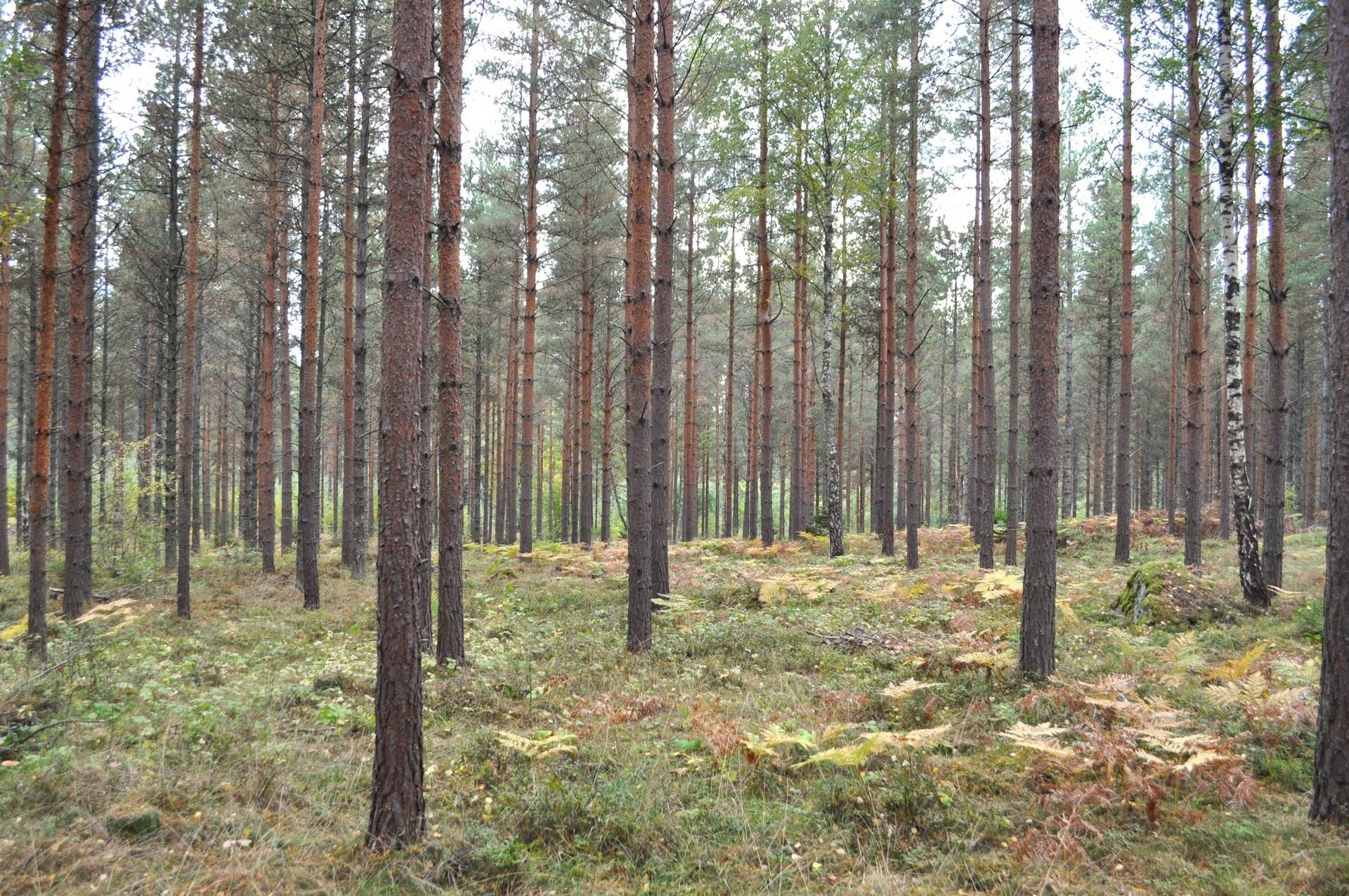 Upplands-Bro, Upplands-Bro kommun