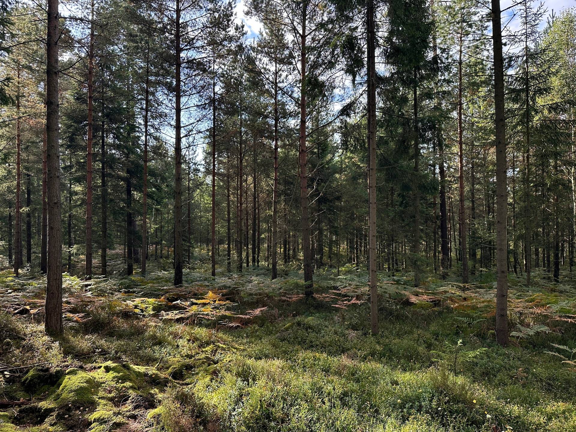 Gård med skogsbruk på MARK ANABÄCKSHULT 2:14 Anabäckshult Marks kommun - bild 24