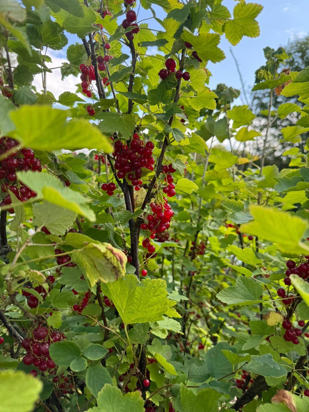 8 rum Gård/skog på Klägstorp 615 Laholm / Klägstorp Laholms kommun - bild 62