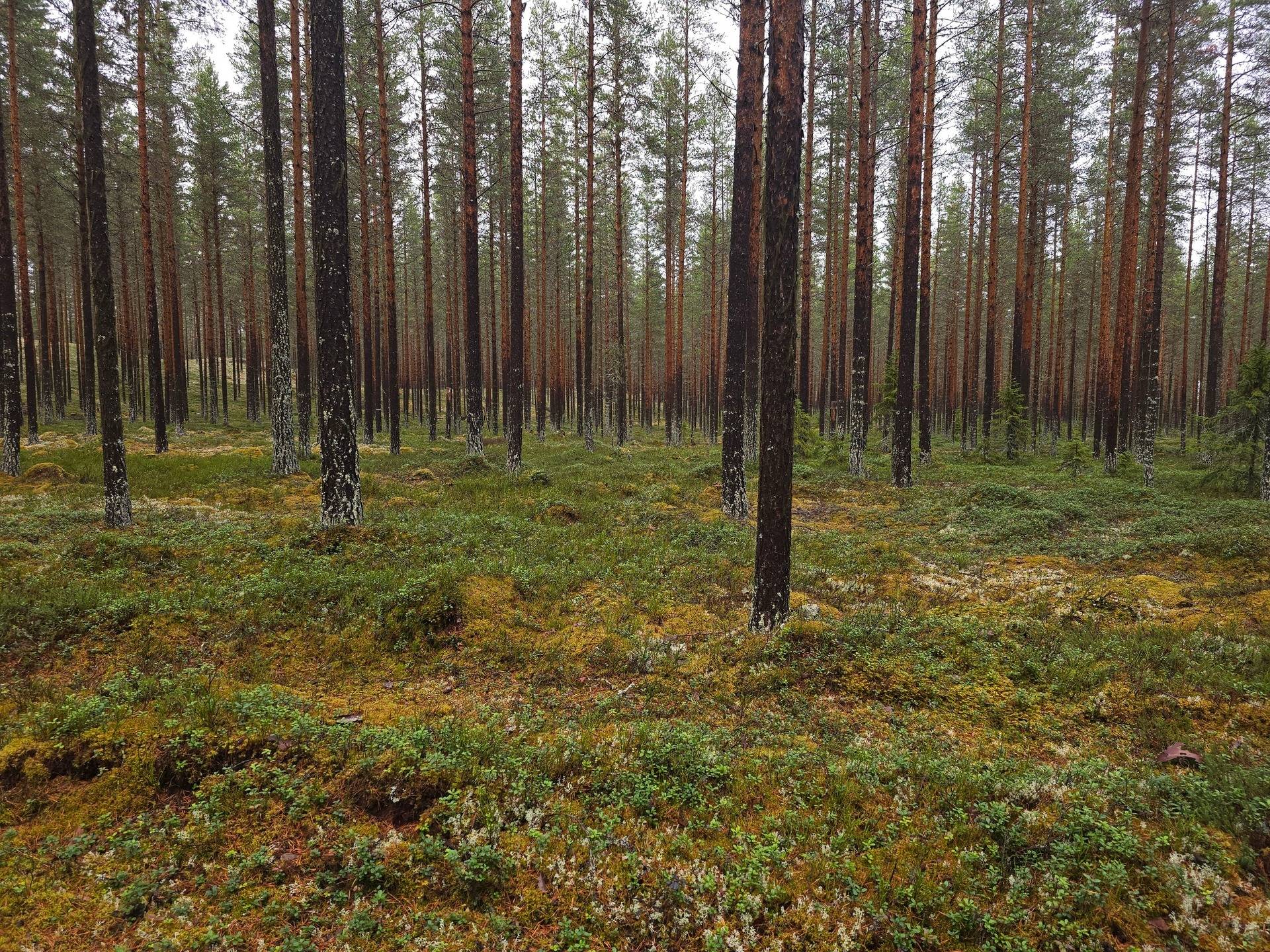 Gård/skog på Sollefteå Gösing 1:57 Junsele Sollefteå kommun - bild 1