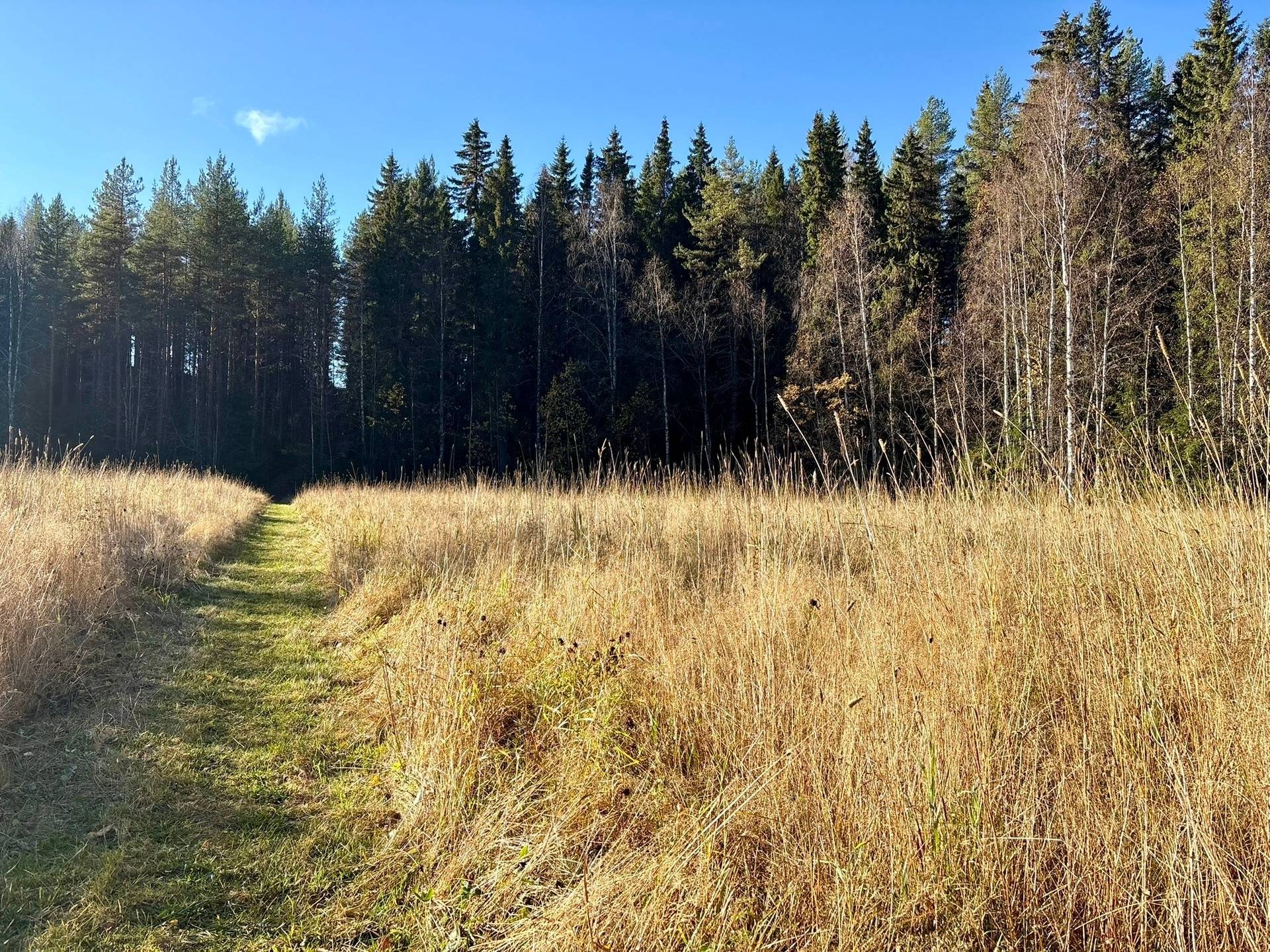 Gård/skog på Granön 4:6 Vindelns kommun - bild 16