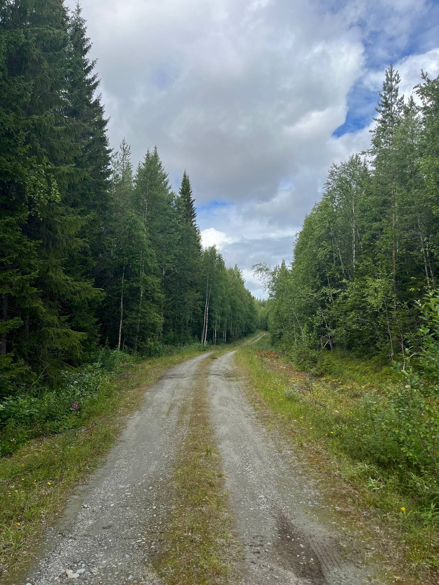 Gård med skogsbruk på Latikberg 1:8 Latikberg Vilhelmina kommun - bild 2