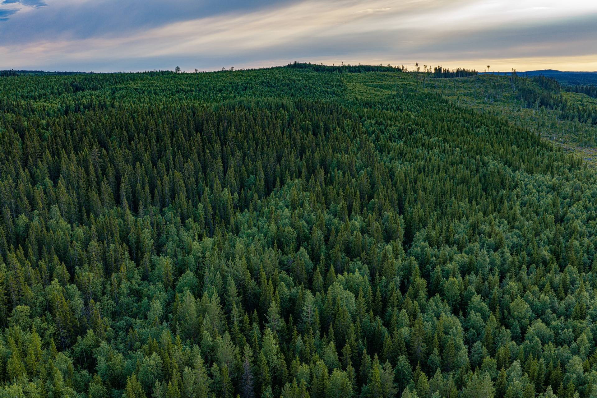 Gård/skog på Skansholm 2:51 Vilhelmina kommun - bild 21