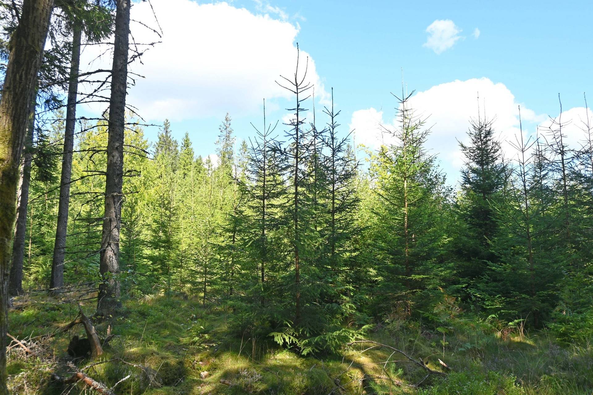 Gård med jordbruk på Karryd Norregård 2 Karryd Växjö kommun - bild 38