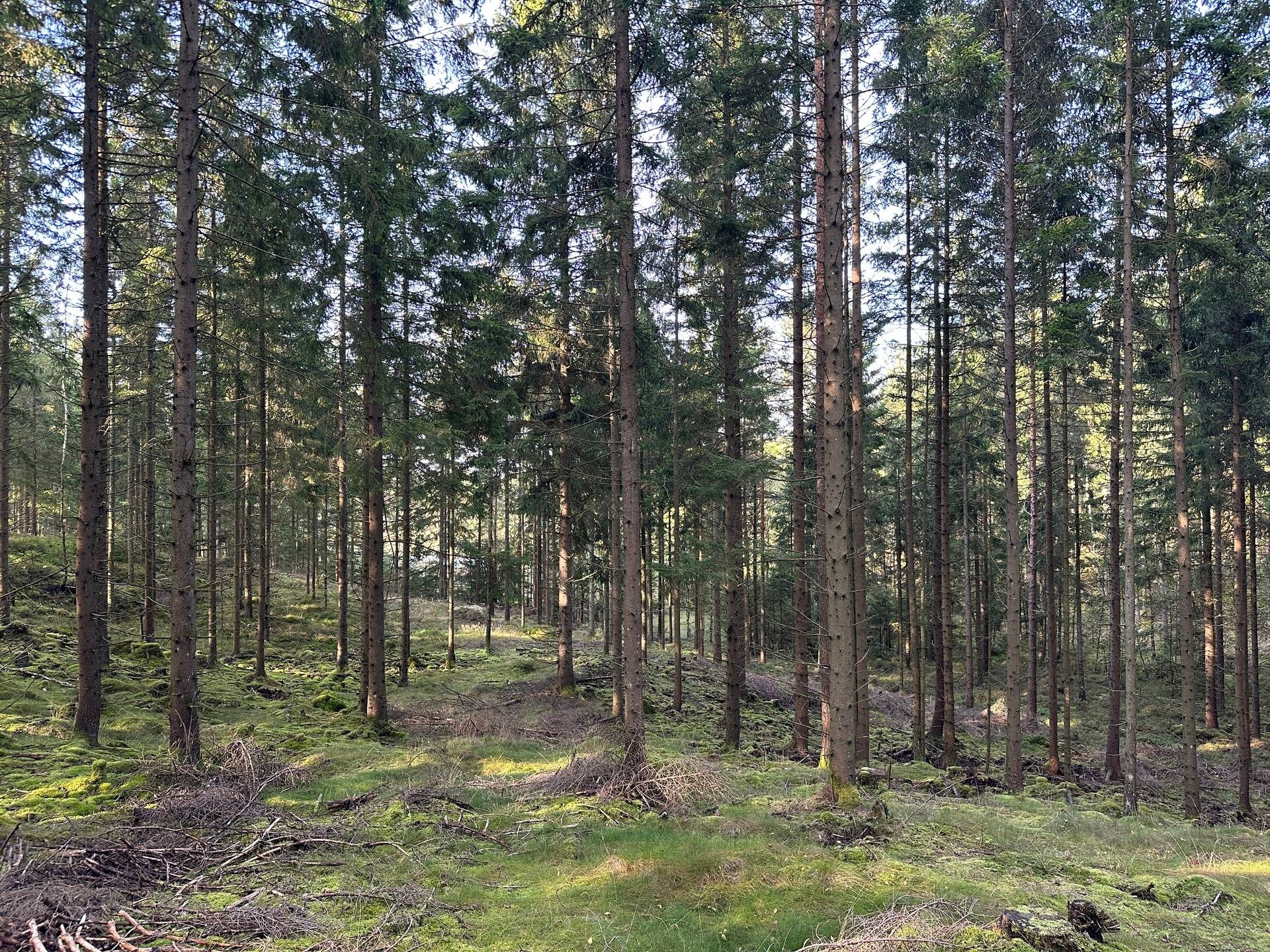 Gård med skogsbruk på MARK ANABÄCKSHULT 2:14 Anabäckshult Marks kommun - bild 8