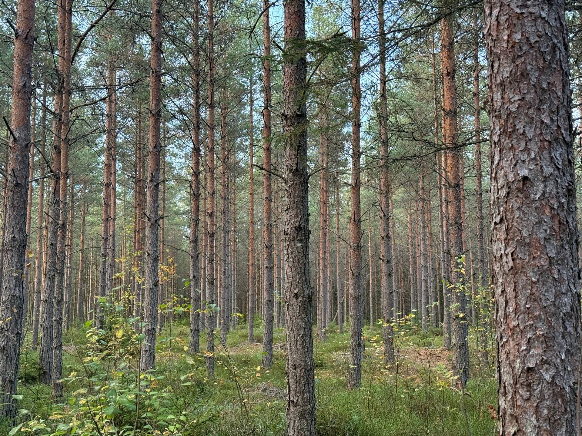 Gård med skogsbruk på Tranemo Ljungsarp 5:11 Ljungsarp Tranemo kommun - bild 1