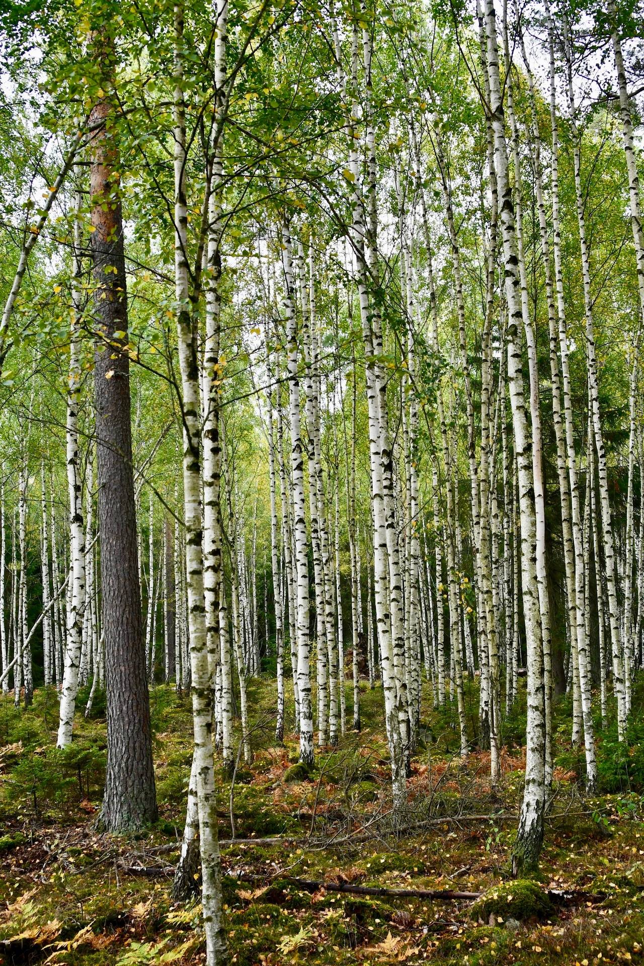 Gård med skogsbruk Binneberg Skövde kommun - bild 17