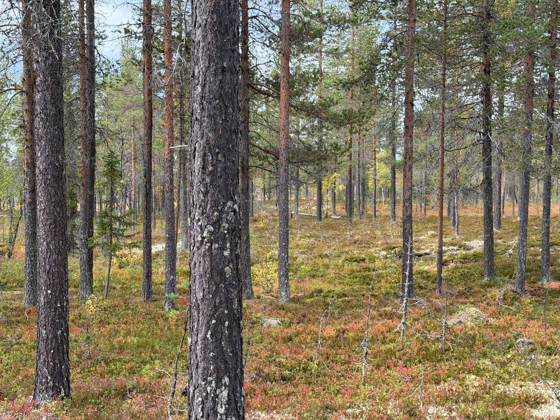 Gård/skog på Öjvasseln 20:1 Särna Älvdalens kommun - bild 7