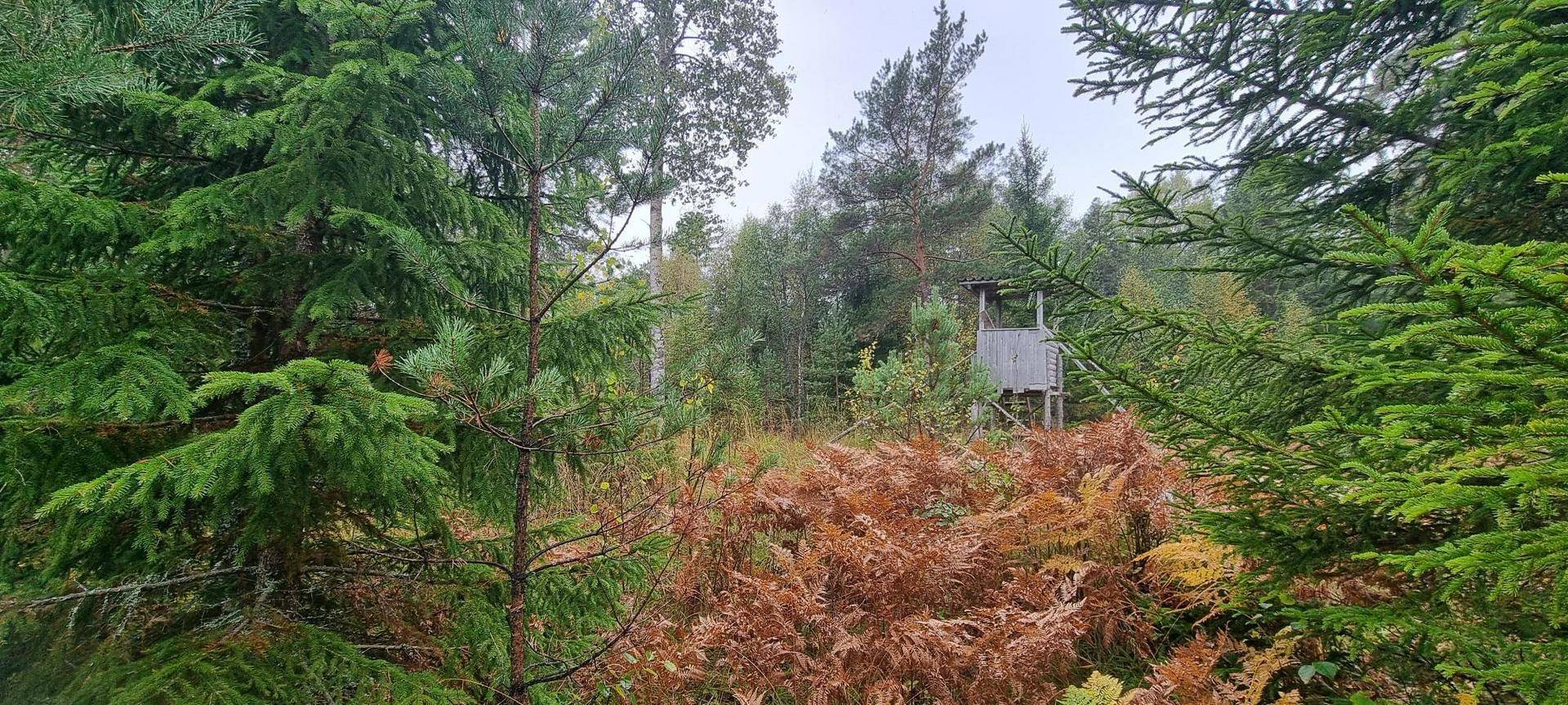Gård/skog på Vamsta, intill naturreservatet Östhammars kommun - bild 20