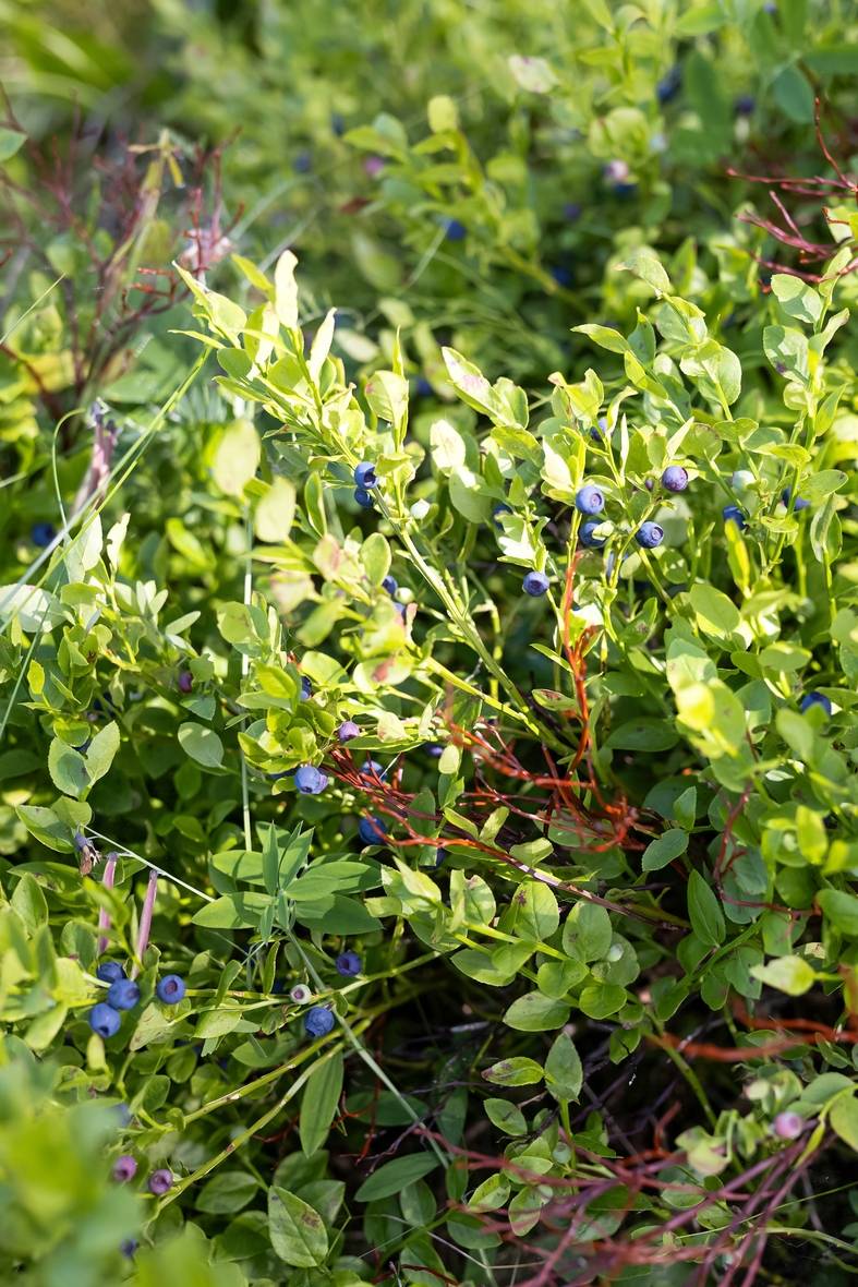 2 rum Villa på Ängsbergsstigen 19 Jönköpings kommun - bild 24